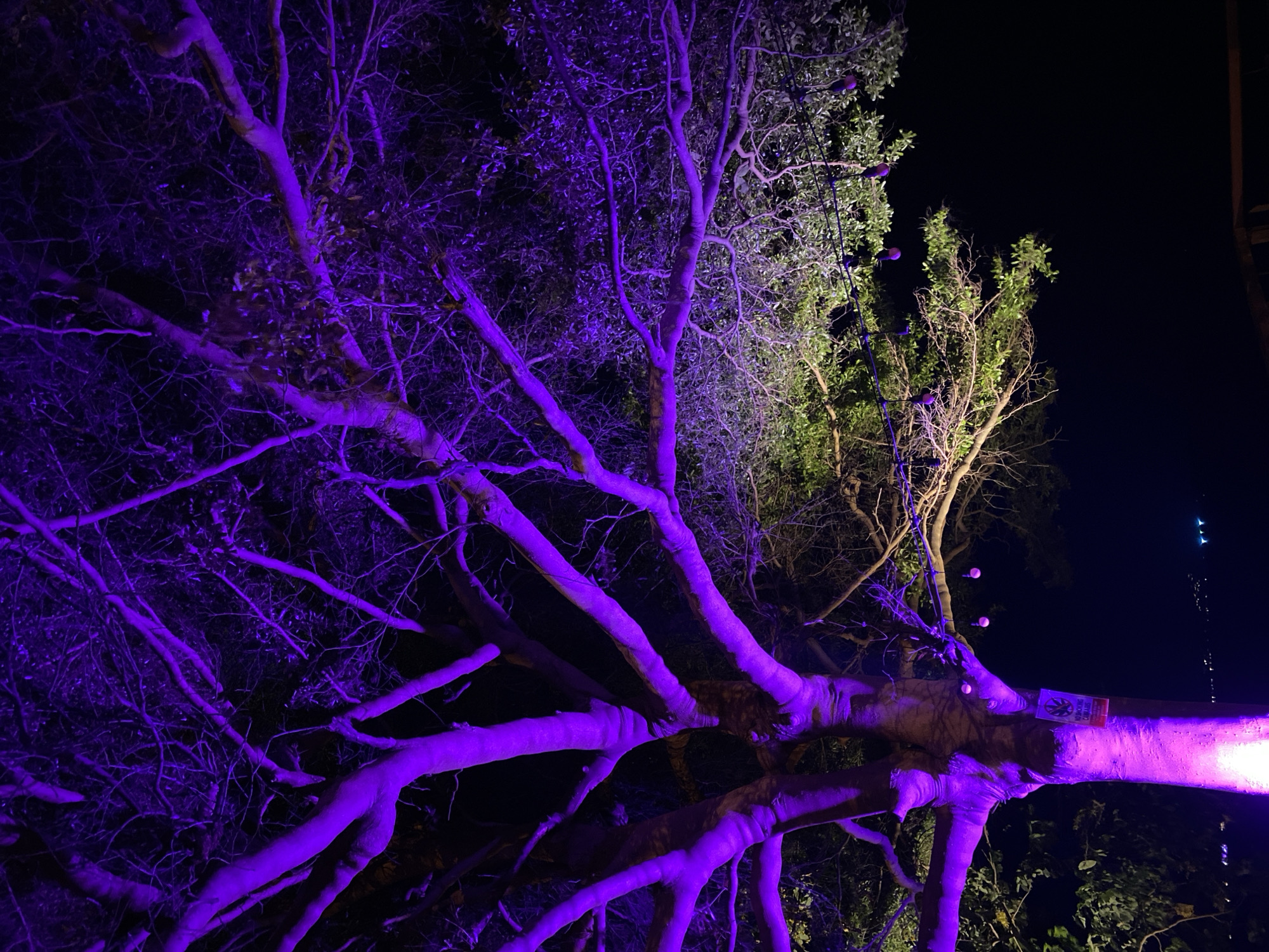 The image shows a large tree illuminated with purple and green lights, set against a dark night sky. The tree has a sprawling form with thick branches. The left side is bathed in a deep purple light, while the right side has a mix of green and natural light. A string of lights is visible among the leaves on the right. The setting appears to be outdoors, likely in Baan Chaweng Noi, Thailand, given the prompt. The image appears to be a nocturnal scene.