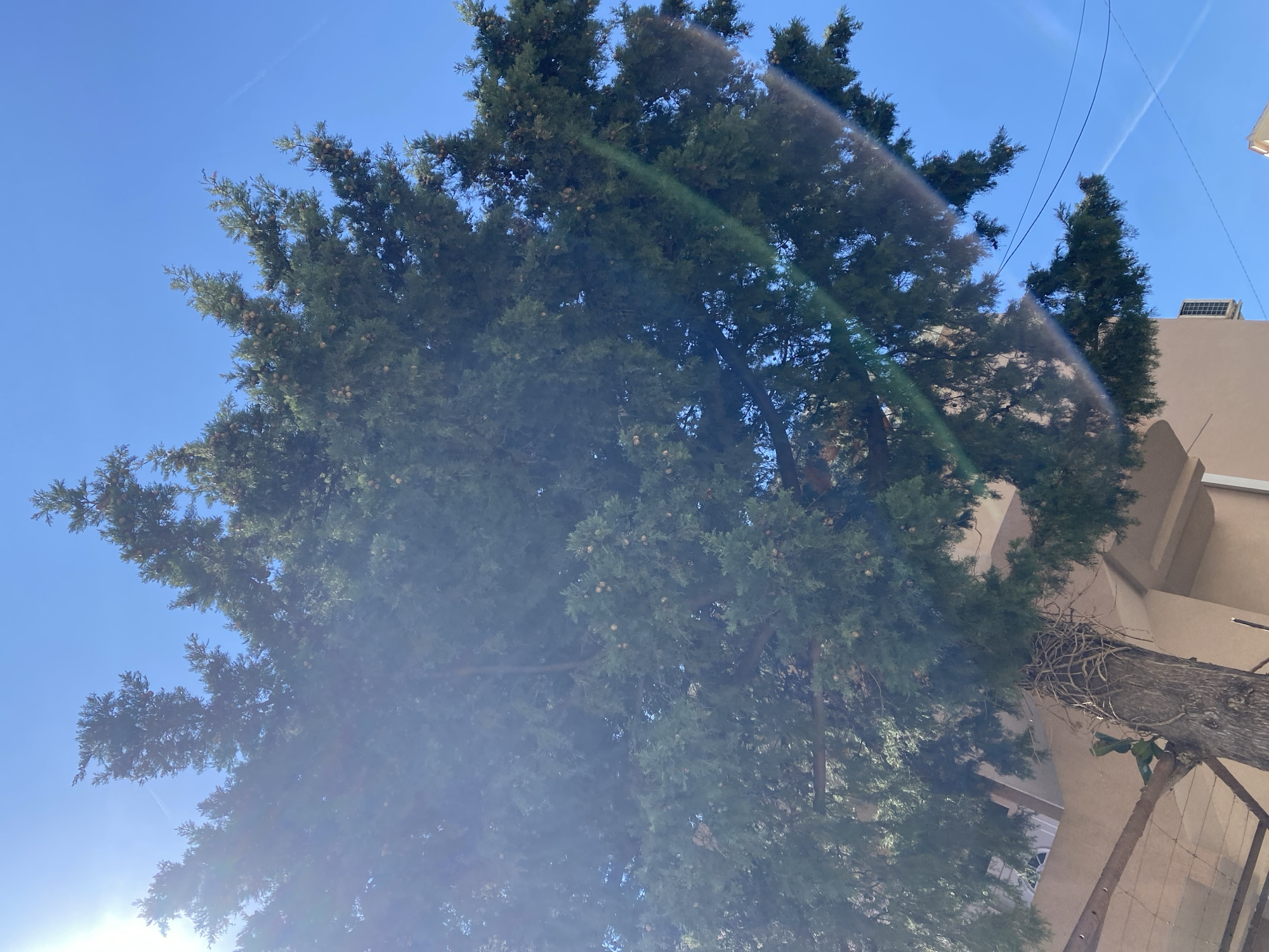 The image shows a large, mature cypress tree with dense green foliage and numerous small, round cones. The tree's trunk is partially visible, revealing rough bark and some exposed roots. Behind the tree, a beige-colored building is present, possibly residential or commercial, with visible windows and architectural details. Power lines are strung overhead against a clear blue sky, indicating an urban setting. The bright sunlight casts a glare, suggesting a sunny day. The overall scene is likely located in an urban or suburban area with mature landscaping, possibly in Budva, Montenegro. There are no people visible in the image.