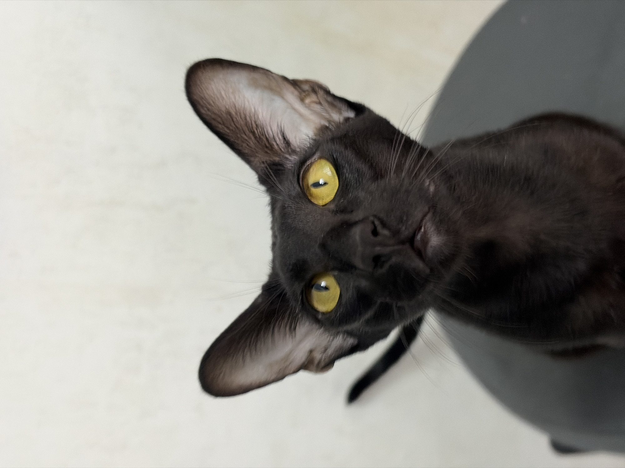 A black cat with large, bright yellow eyes and prominent ears is looking upwards. The cat is dark in color with a sleek coat. Its eyes are open and focused. The background is a textured, light-colored wall. The cat appears to be sitting on a dark, circular object, possibly a piece of furniture. There is no discernible connection to the city of Chaikovsky, Russia.