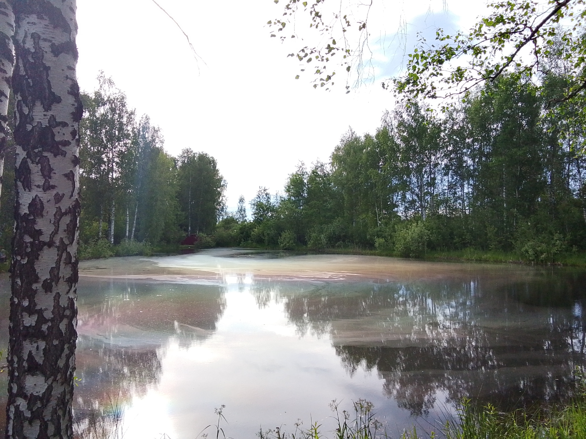 The image depicts a serene, overcast day at a pond in the city of Снопок Новый, Russia. The water reflects the sky and surrounding trees, primarily birch, with a birch tree trunk prominently positioned in the lower left foreground. The water has a rainbow sheen that suggests a possible spill. Tall grass lines the near edge of the pond. A cluster of trees frames the edge of the pond on the opposite bank. The sky is bright, suggesting either an early morning or late afternoon scene. The environment is natural, and serene with reflections on the water surface.