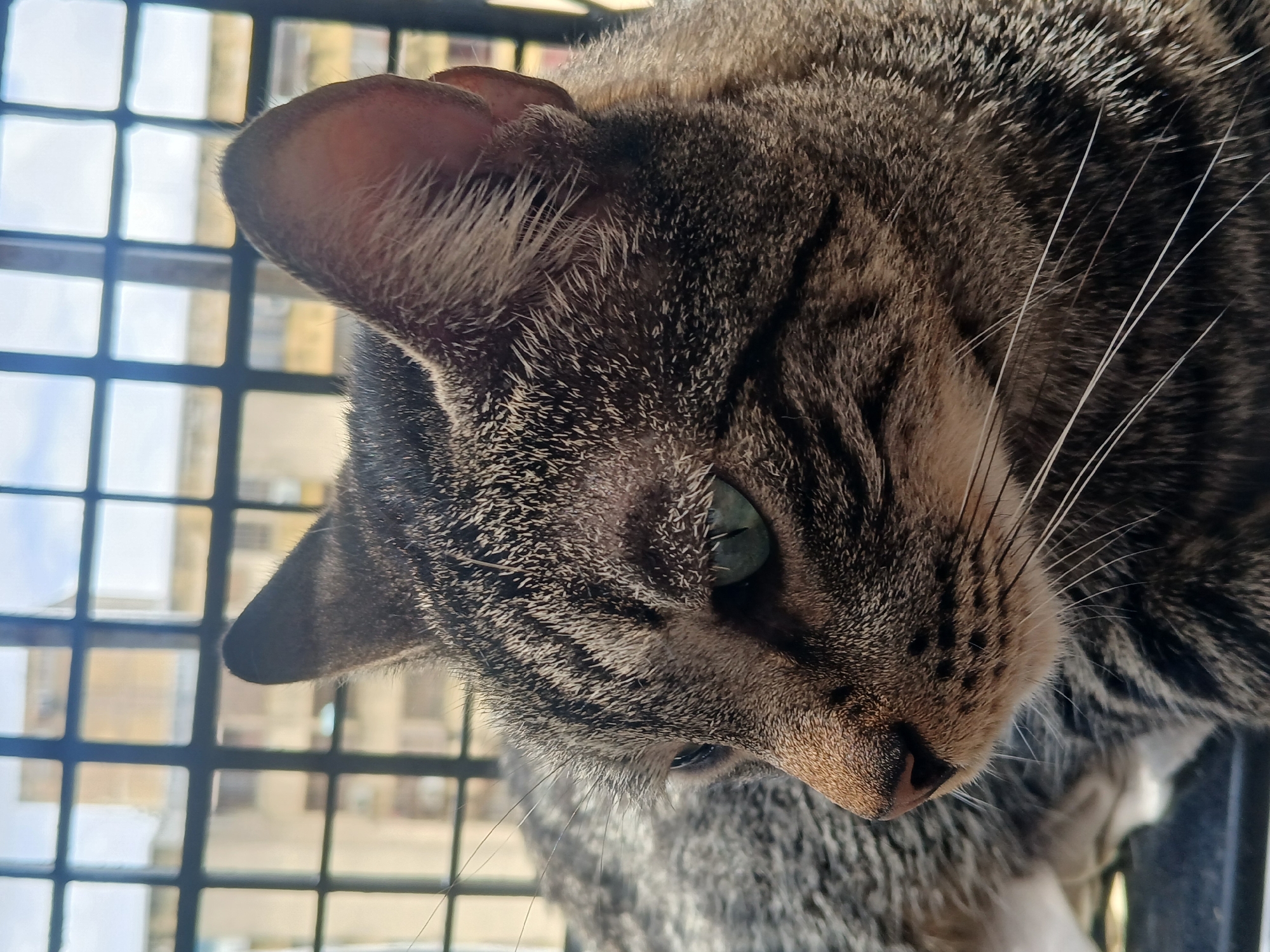 A close-up, eye-level, outdoor shot features the head and shoulders of a domestic shorthair tabby cat looking to its left. The cat has green eyes, dark stripes on a lighter brown and gray coat, and prominent white whiskers. Its ears are pointed and alert. The background is blurred, showing a window with a dark metal grate through which indistinct buildings and a light-colored sky are visible. The scene appears to be a residential area in Puerto Ordaz, Venezuela, likely a balcony or window ledge.