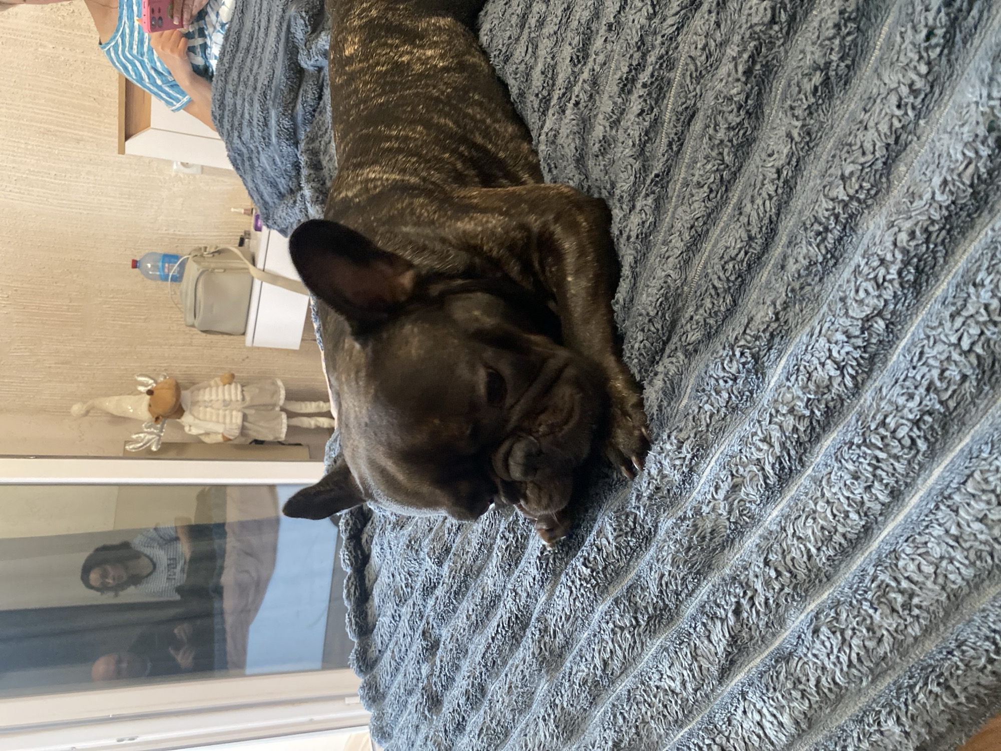 A brindle French bulldog lies on a blue plush blanket on a bed. The dog is facing the viewer's left, with its head down and paws tucked underneath its chin. Its eyes are closed, and it appears to be sleeping or resting. In the background, a person in a blue and white striped shirt is sitting on the bed and holding a pink mobile phone. To the left of the bed, there is a nightstand with a water bottle and a small bag on it, and a decorative reindeer figure. In the far left background, through a glass door, two people are reflected in a window. The scene appears to be in a bedroom.