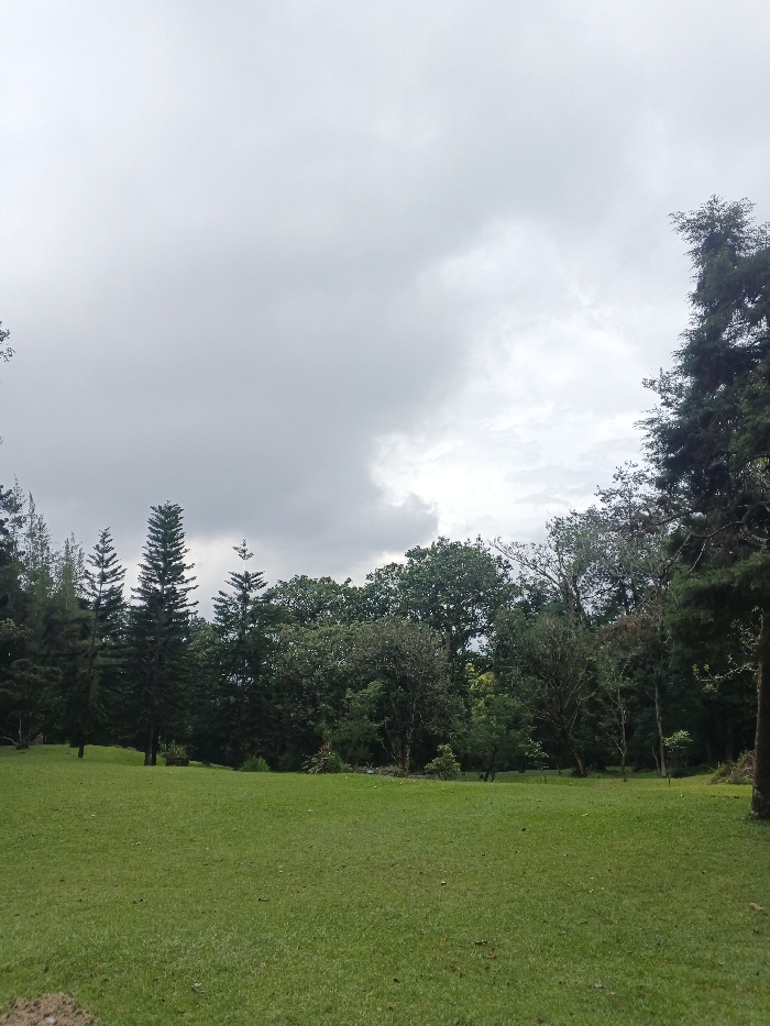 The image depicts an expansive outdoor landscape in Tah, Vietnam, under an overcast sky. The upper two-fifths of the frame are occupied by a uniform layer of grey clouds, displaying minimal variation in tone. The midground and background consist of a dense line of trees, presenting a mixture of coniferous species, including several tall, slender, dark green trees with conical profiles prominently positioned on the left side of the tree line. The right and central portions of the tree line feature a variety of broadleaf and evergreen trees with varied green foliage. A large, dark tree trunk is partially visible on the far right edge of the frame. The foreground and immediate midground are covered by a meticulously maintained, vibrant green lawn. No human subjects, animals, or artificial structures are visible within the depicted area.