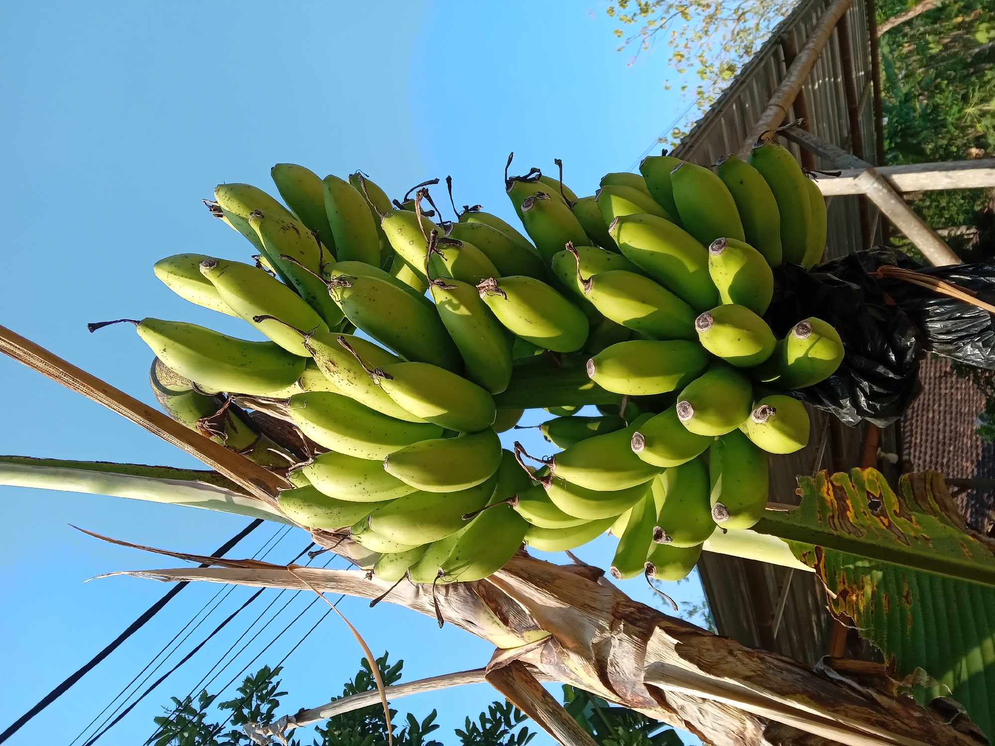 In Kedunggudel, Indonesia, a close-up shot captures a bunch of unripe green bananas hanging from a stalk against a clear blue sky. The bananas are clustered together, with some in sharp focus and others slightly blurred due to the shallow depth of field. The banana stalk and leaves are visible to the left, with dried, fibrous textures. In the background, the roof of a simple structure with corrugated metal and wooden supports can be seen, along with some greenery and power lines overhead. The overall scene suggests a rural or semi-rural setting.
