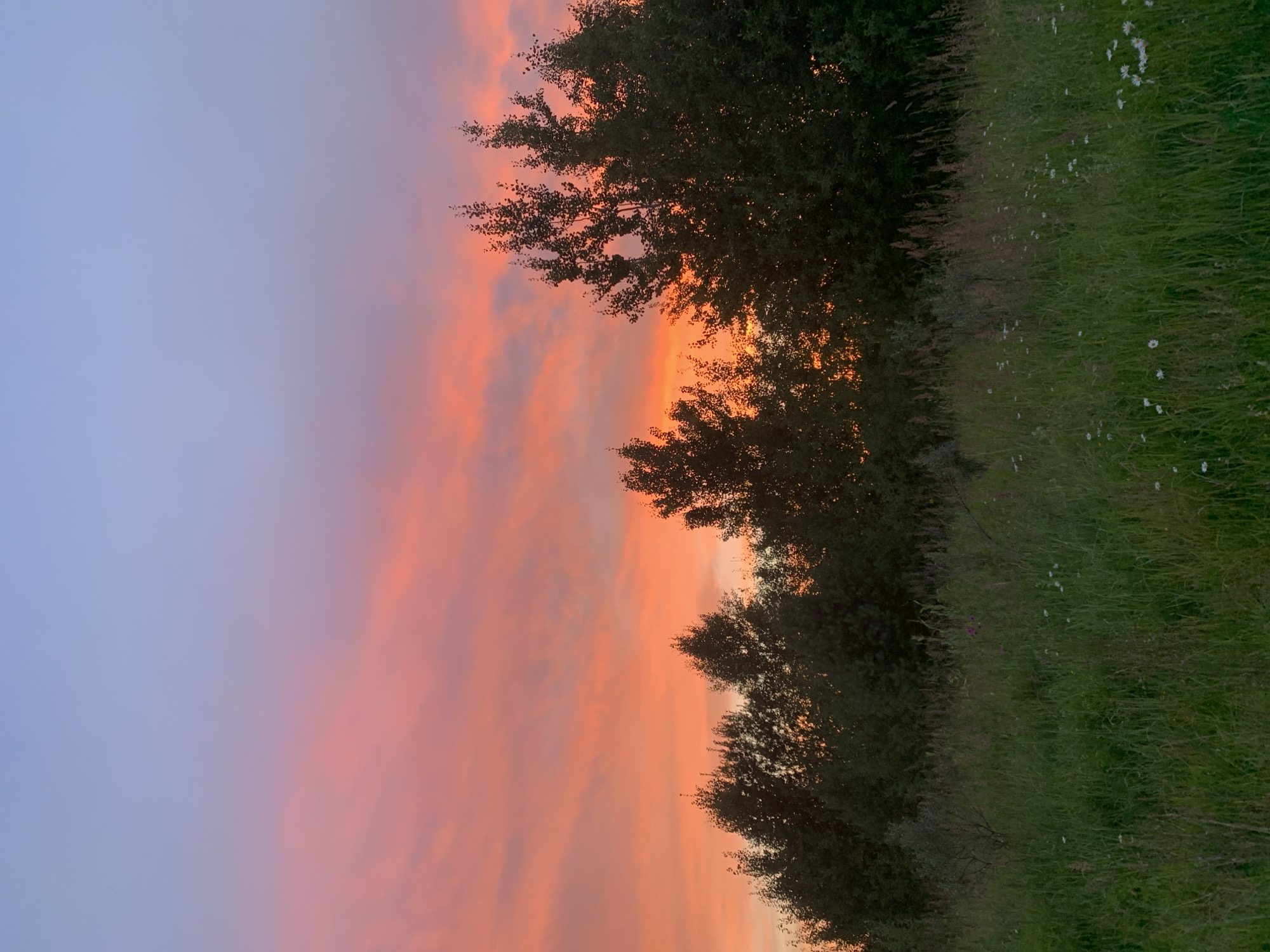 A vertical, low-angle shot captures a sunset over a grassy field with a treeline in Sergeevo, Russia. The sky transitions from a pale blue at the top to a vibrant pink and orange, with wispy clouds illuminated by the setting sun. In the middle ground, a dense line of dark green trees forms a silhouette against the colorful sky. The foreground is a field of tall, green grass dotted with small white flowers and some taller, dry stalks. The lighting suggests the time is dusk. No people or animals are visible in the frame.