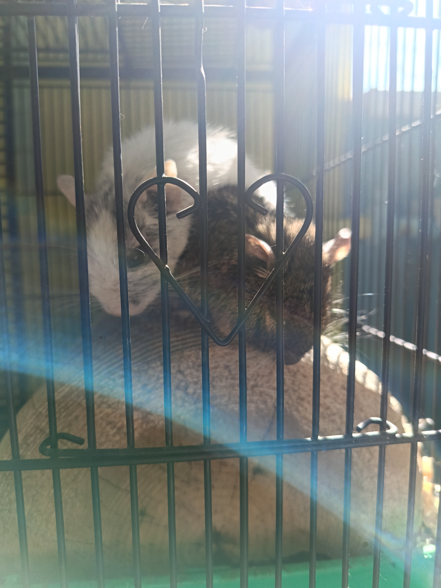 The image shows two degus inside a cage. The cage is made of black metal bars, with a heart-shaped decoration on the bars in the foreground. One degu is white and grey, and it appears to be resting on top of the other degu, which is brown and grey. The location is unknown, but the query mentioned Chaikovsky, Russia. The background is blurry but suggests an indoor environment with some sunlight coming in. There is a light blue glare across the left side of the image. The degus are resting or sleeping. The scene appears calm and peaceful. There are no people visible. The background of the cage is out of focus. A light green surface is visible at the bottom.