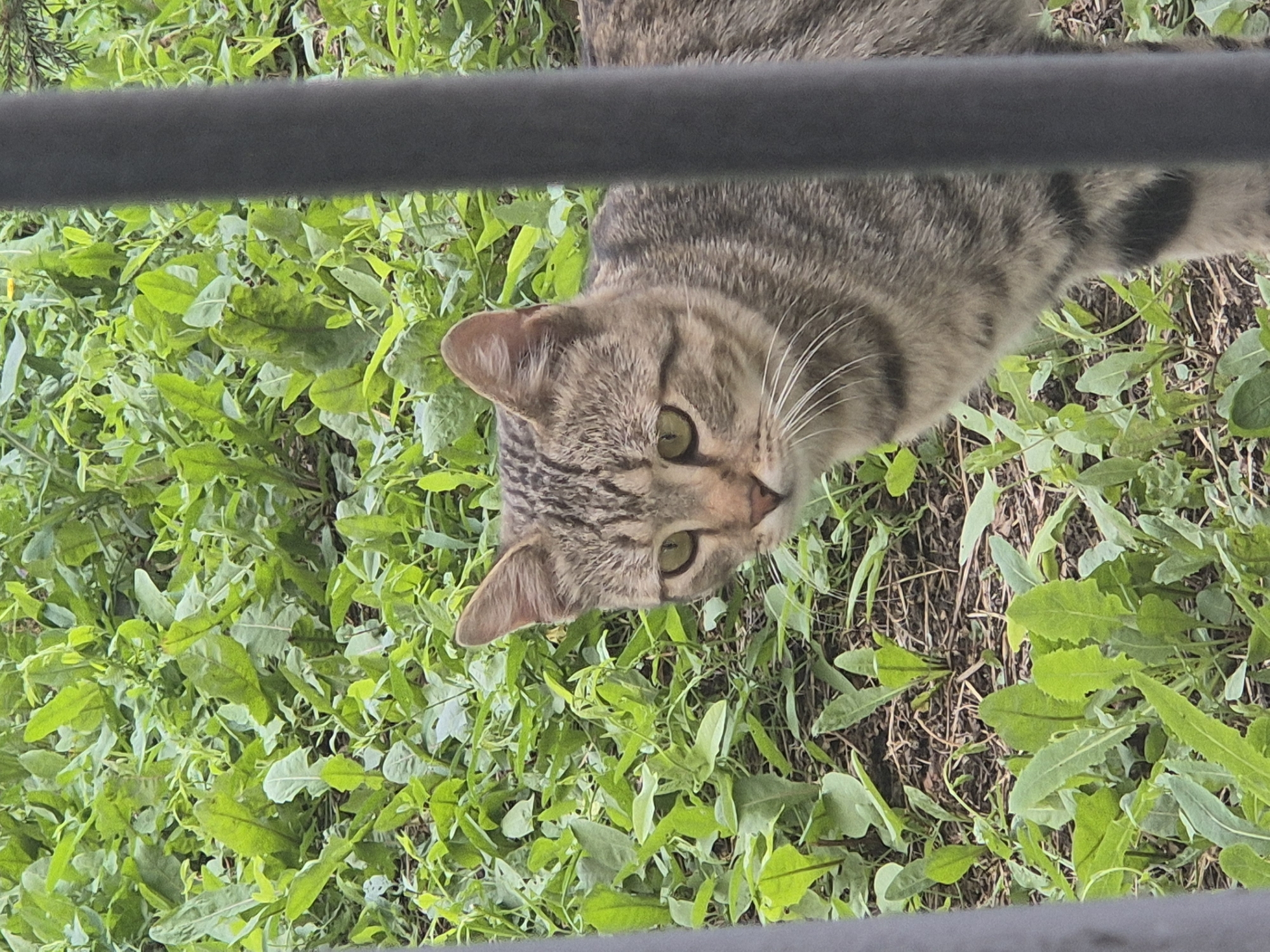 A tabby cat stands in lush green foliage, partially obscured by a dark metal fence. The cat's head and upper body are visible, with distinct stripes and green eyes. The background consists of numerous broad green leaves and some bare soil. The image appears to be taken outdoors, likely in a garden or natural setting. No specific landmarks in Kokshetau, Kazakhstan are discernible from the image.
