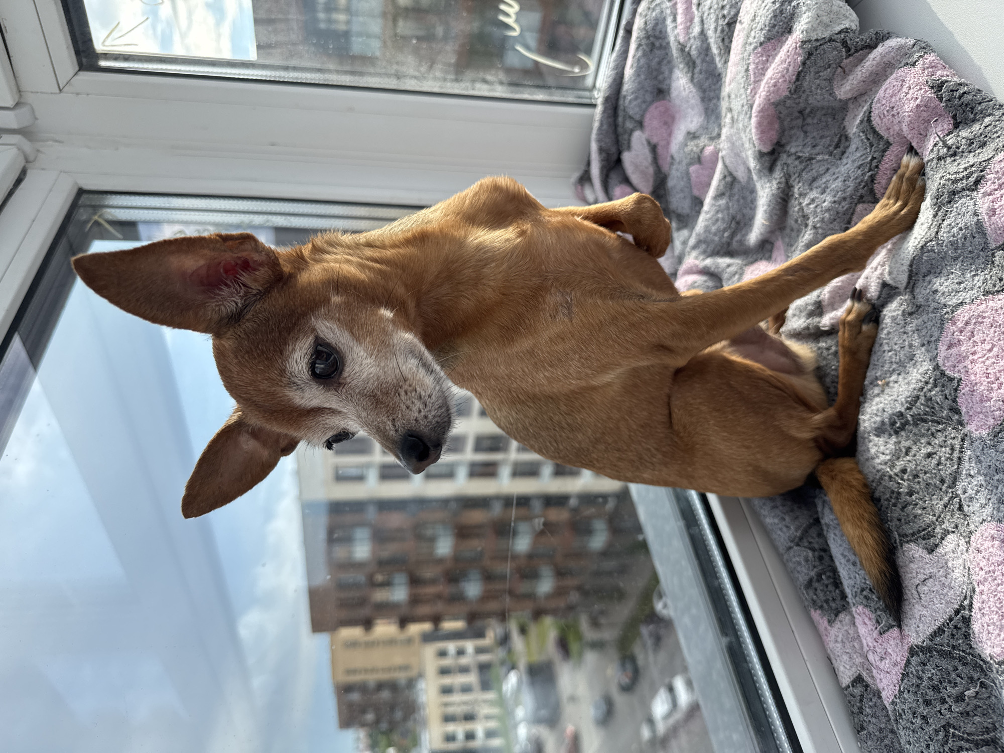 A small, tan dog with large ears is sitting on a patterned blanket near a window with a city view. The dog is looking to the left with its head turned. The blanket has a pattern of pink and gray shapes that resemble clouds or hearts. Outside the window, there are several multi-story buildings, some with balconies, and parked cars. The sky is visible with some clouds. The dog appears to be indoors, likely on a windowsill or ledge, given its proximity to the window.
