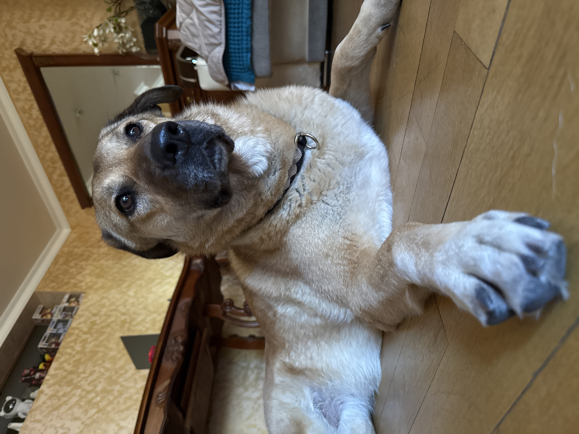 A medium-sized dog with light brown fur and dark brown eyes lies on a light brown wooden floor. The dog is wearing a dark collar with a silver ring. In the background, there is a wooden table with a dark wood finish, and a wall with textured yellow wallpaper. On top of a shelf on the wall, there are several small decorative items, including a white raccoon-like stuffed toy and several boxed figures. Further back, a large mirror with a dark wood frame hangs on the wall, reflecting the room. To the right of the mirror, there is a wooden dresser with a white object and a vase with white flowers. The scene appears to be indoors, likely in a residential setting, possibly in Yerevan, Armenia, given the architectural and decorative styles that are common in the city.