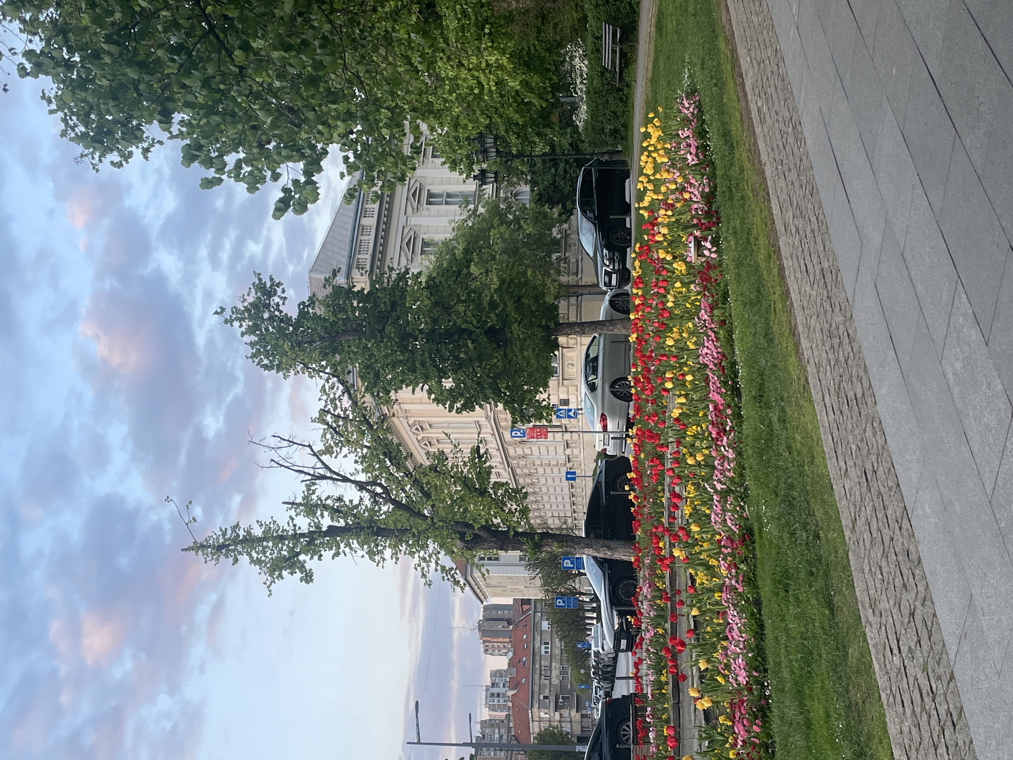 This media file depicts a picturesque street scene in Novi Sad, Serbia, likely a boulevard or park-side avenue, observed during what appears to be late afternoon or early evening due to the soft light and subtle pink hues in the clouds.
In the foreground, a neatly paved grey sidewalk runs along the right side of the frame, bordered by a strip of textured stone. Adjacent to the sidewalk is a lush green lawn, which gives way to a vibrant flowerbed bursting with colorful tulips. These tulips are arranged in distinct rows of red, yellow, and pink, creating a striking visual line across the image.
Beyond the flowerbed and grassy area, a street is visible, lined with several parked cars, predominantly dark-colored sedans and SUVs. Interspersed among the parked vehicles are mature trees with full green canopies, providing shade and depth to the scene. Blue parking signs, marked with a white 'P' symbol, are clearly visible near some of the parked cars, indicating designated parking zones.
In the midground and background, architectural elements of Novi Sad come into view. Elegant, multi-story buildings with classical features such as ornate windows and cornices line the street. Further in the distance, the cityscape unfolds with more residential and commercial structures under a partly cloudy sky, featuring patches of light blue and soft, diffused grey-pink clouds. The overall impression is one of a well-maintained urban environment combining natural beauty with city life. No specific human activity is explicitly captured, though the presence of parked cars suggests daily urban routines.
