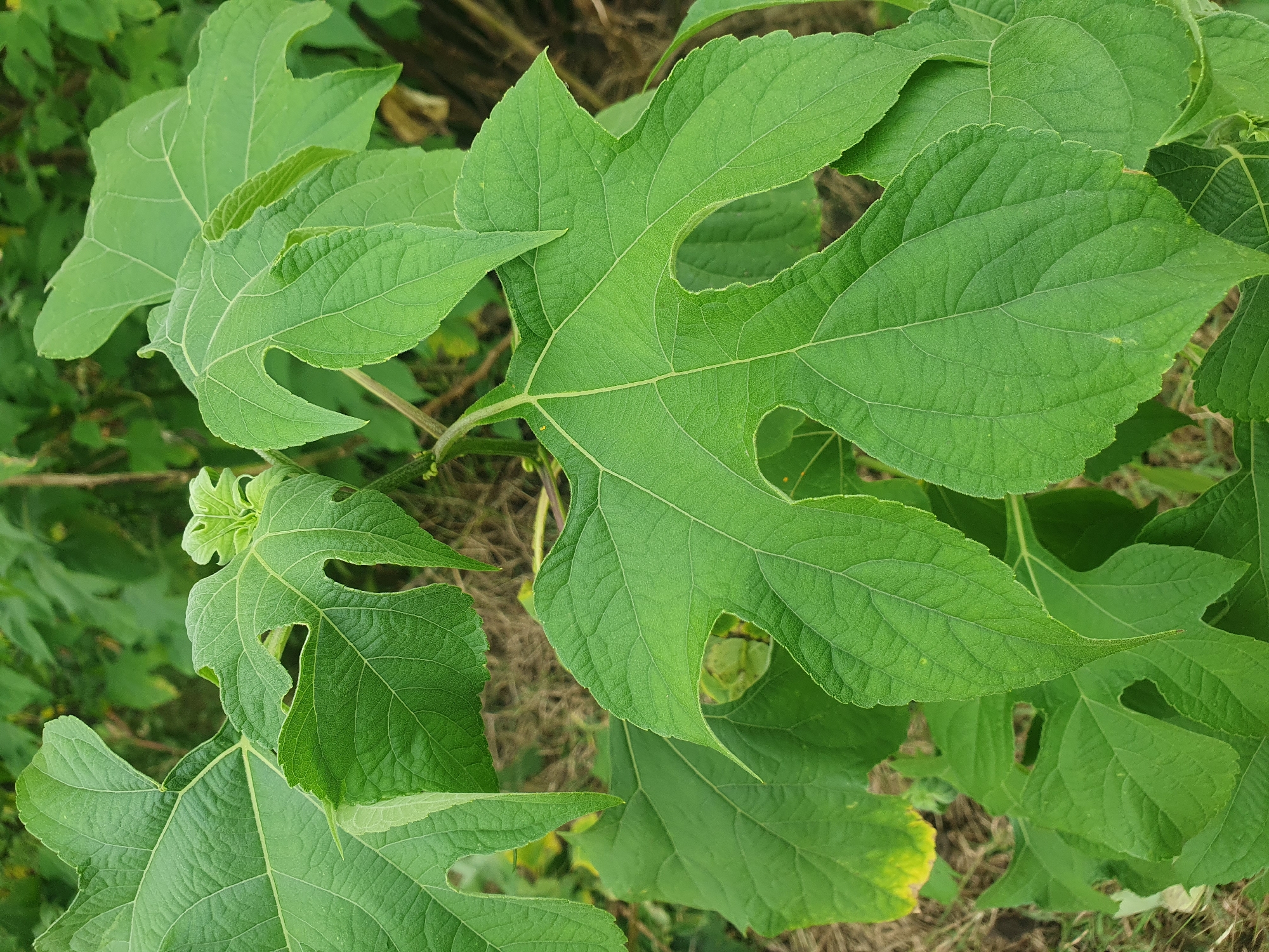 This image depicts a close-up view of large, green, palmate leaves on a plant. The leaves have prominent veins and serrated edges, with some leaves exhibiting deep lobes. The plant appears to be growing outdoors, with dry grass and other foliage visible in the blurred background. There are no people or animals in the image, and no specific actions or interactions are depicted. The lighting suggests it is daytime. The location is identified as Gura Top, Nigeria, but the image itself does not contain any explicit geographical markers.