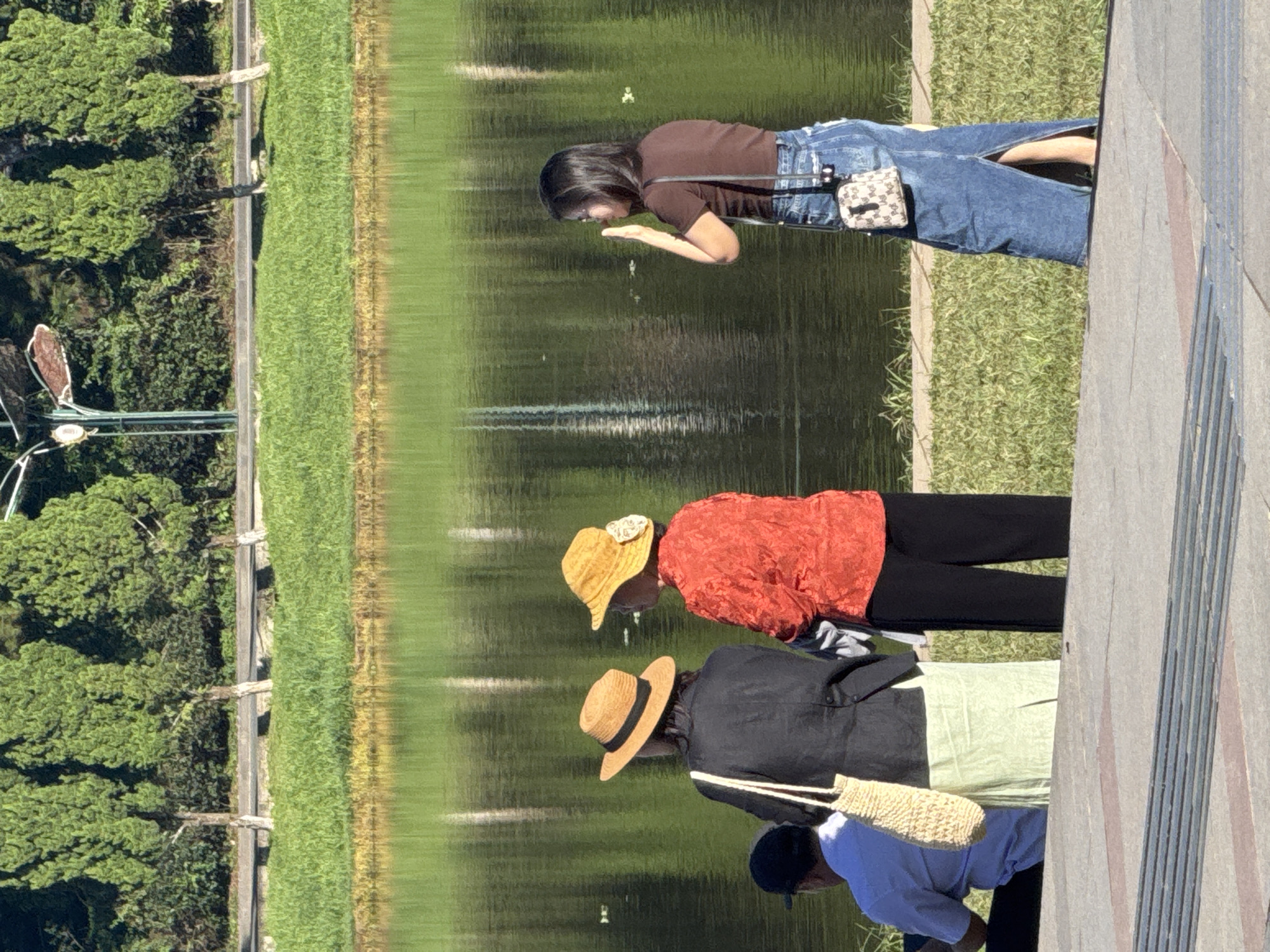 The image shows a sunny day scene by a body of water, likely Xuan Huong Lake in Da Lat, Vietnam, given the presence of tall cypress trees and lush green grass characteristic of the area. In the foreground, a concrete pathway is visible. Further back, on a grassy embankment bordering the water, four individuals are present. Two women, one wearing a black jacket and a light green skirt, and another in a vibrant orange top and black pants, stand facing the water. Both are wearing wide-brimmed hats, one straw-colored and the other yellow with a decorative element. A third woman, wearing a brown t-shirt and a denim maxi skirt, stands facing away from the camera and to the right, with her hand raised to her face as if waving or shielding her eyes. To the left, a man in a light blue shirt and dark cap sits facing the water. The water itself is reflective and appears calm, with some ripples and a few floating leaves or debris. In the background, a line of trees and some vegetation is visible, with the sky above. The overall atmosphere is peaceful and leisurely.