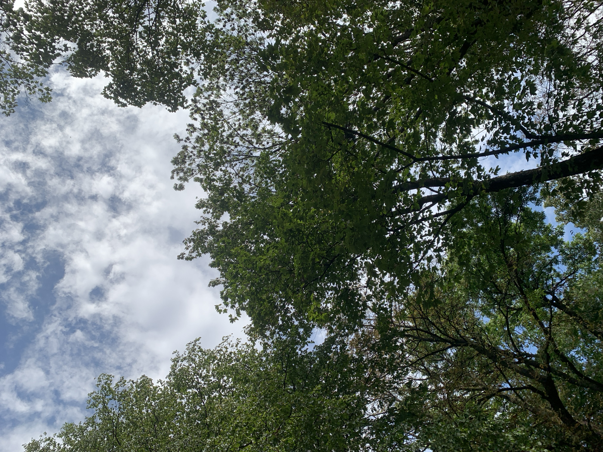 This image depicts a low-angle view looking up through the canopy of a forest of deciduous trees towards a sky filled with scattered white clouds against a blue backdrop. The leaves are a vibrant green, indicating a spring or summer season. The trees are densely packed, with branches and foliage obscuring large portions of the sky. The overall impression is one of lush, natural growth. The image does not contain any people or specific identifiable landmarks that would place it within a particular location in Lviv, Ukraine, or any other city.