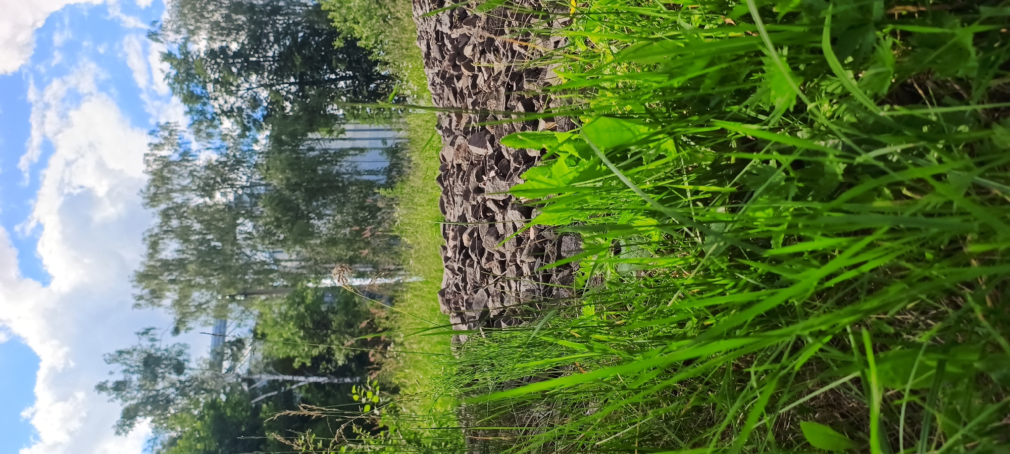 The image depicts a close-up, vertical view of a grassy embankment next to a pile of dark stones. Lush green grass dominates the foreground, with some blades reaching towards the camera. In the middle ground, the embankment is formed by a rough wall of dark, angular stones. Beyond the stones, a line of trees with dense green foliage stretches horizontally across the frame. Some of the trees appear to have lighter bark, possibly birches. In the background, a modern, light-colored building with horizontal lines is partially visible behind the trees, suggesting an urban or semi-urban setting. The sky above the trees is blue with fluffy white clouds, indicating fair weather. The lighting suggests it is daytime, likely mid-morning or afternoon, with sunlight illuminating the scene. There are no people or animals visible, and no text is present in the image. The overall impression is one of a natural, yet possibly managed, outdoor environment.