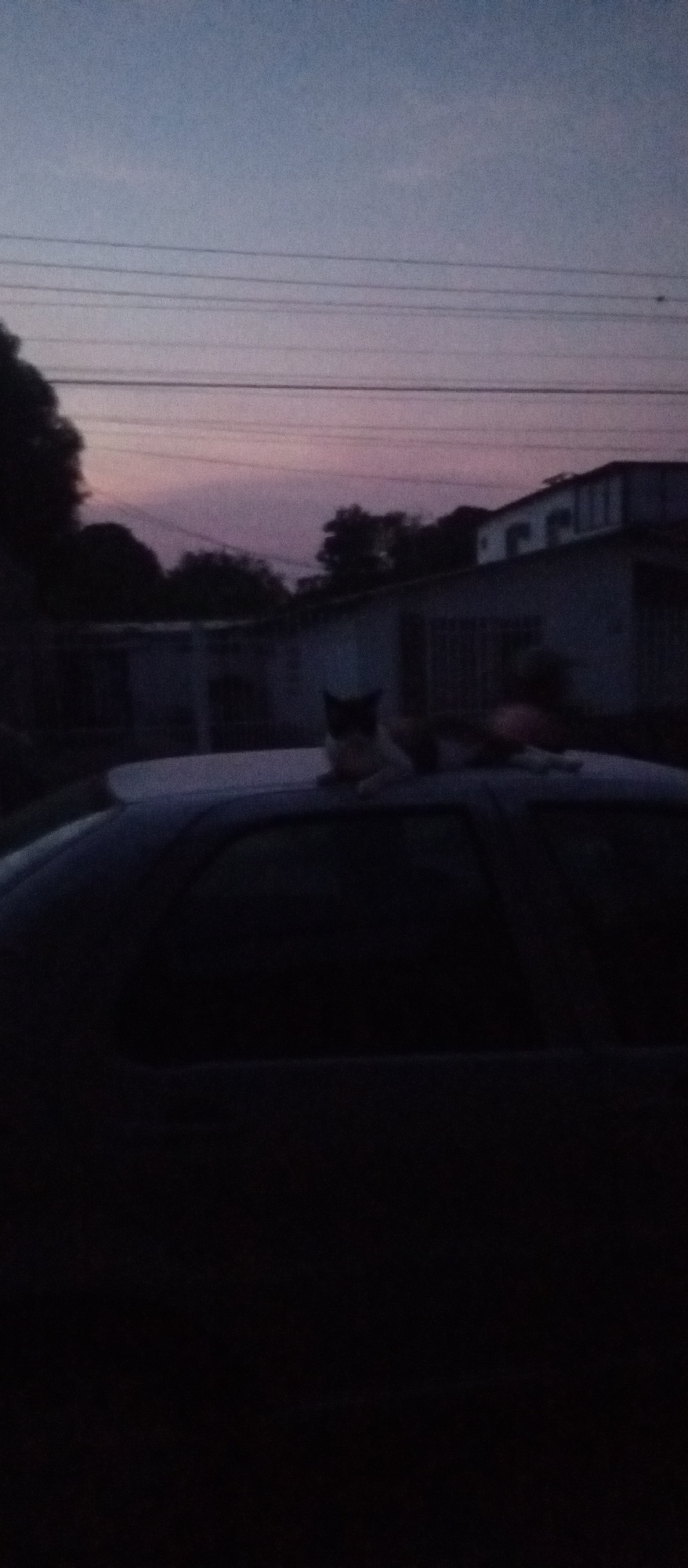 The photograph, taken in Tinaquillo, Venezuela, depicts a cat on the roof of a car at dusk or dawn. The sky is a gradient of blue and pink. There are overhead wires visible against the sky. Behind the car are trees, and a house. The car itself is dark in color and the foreground is very dark.