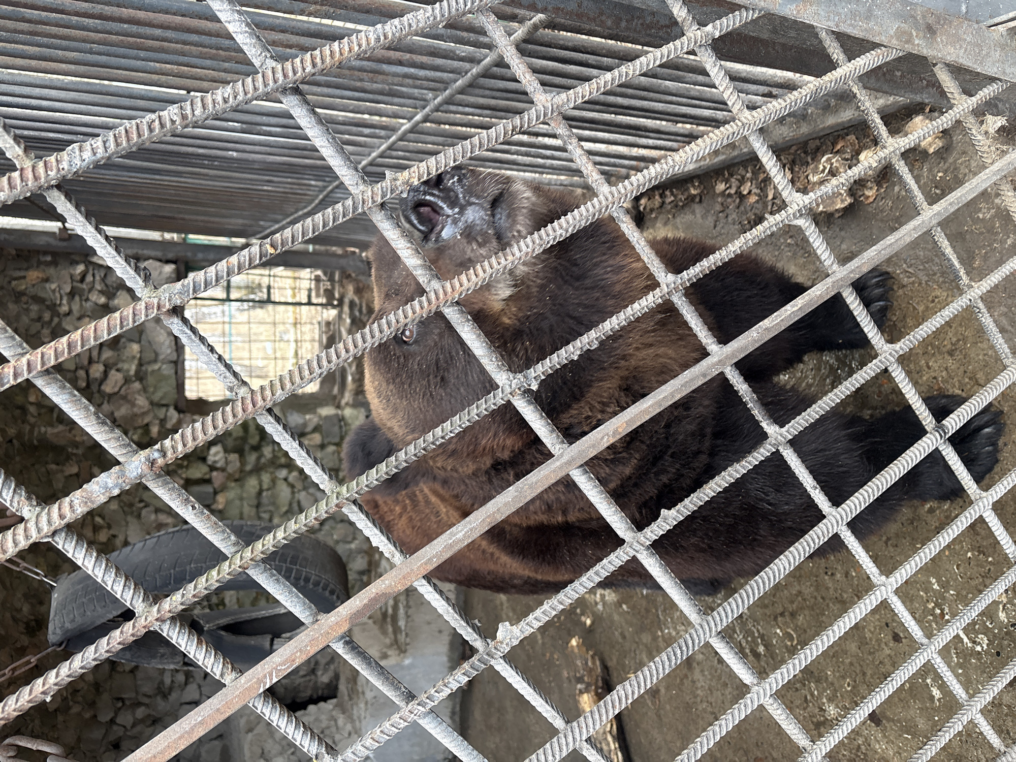 The image depicts a bear confined within a metal cage. The cage is constructed of metal bars arranged in a grid pattern. A tire can be seen within the enclosure. The bear appears to be lying down. The location is Таскино, Russia.