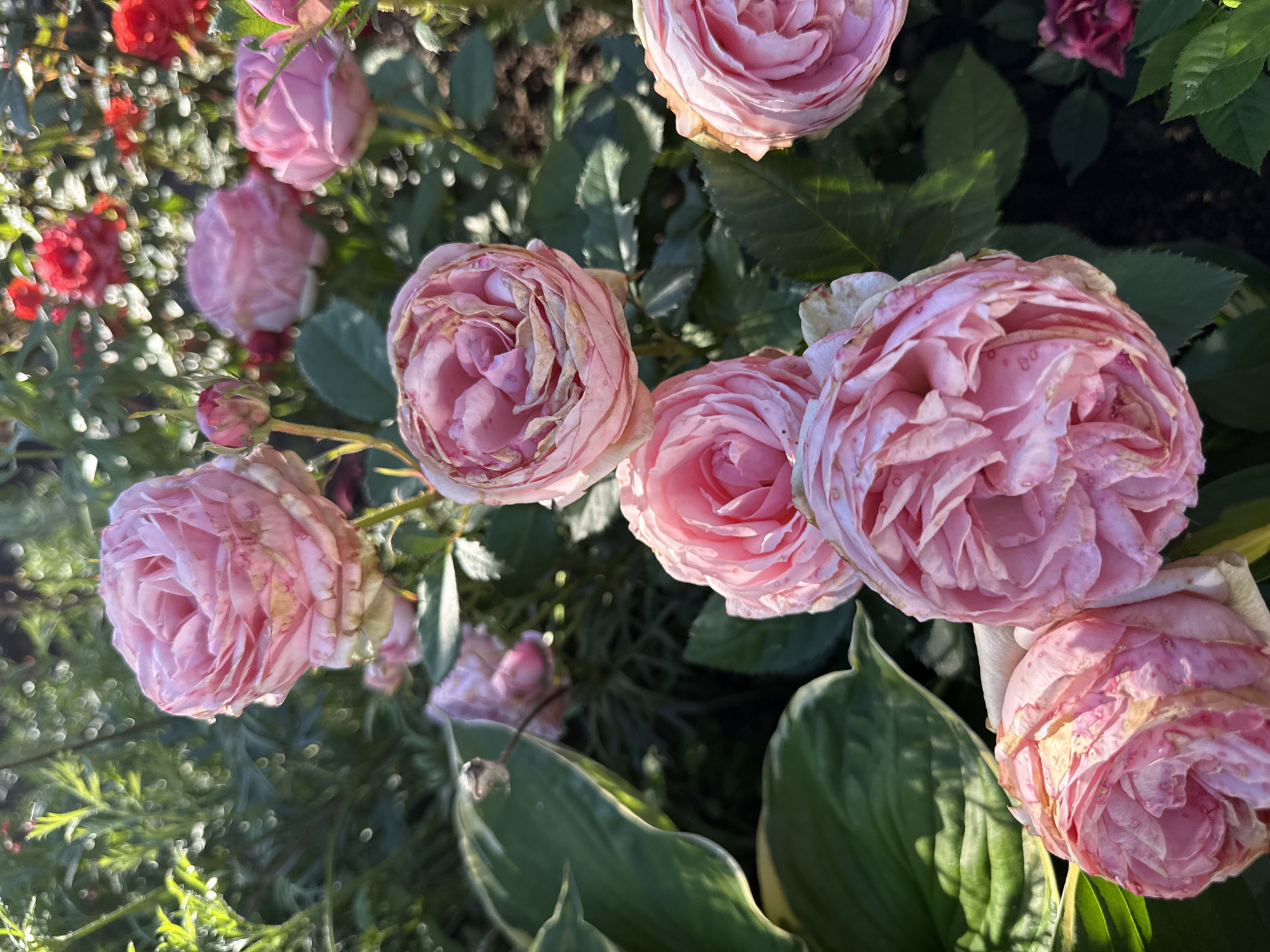 A close-up, eye-level shot captures several light pink roses in bloom, set against a backdrop of lush green foliage and red roses. The foreground is dominated by several large, fully opened pink roses, their delicate petals slightly ruffled and showing signs of age, with some browning at the edges. To the left of these, large, glossy green hosta leaves with variegated edges are visible. In the midground and background, more pink roses, some partially obscured, are interspersed with bright red roses and the dark green leaves of the rose bushes. Sunlight filters through the scene, creating a dappled effect and highlighting the textures of the petals and leaves. The overall impression is of a vibrant, sunlit garden, possibly a park or residential garden in Chaikovsky, Russia, given the mention of the city. There are no people or animals present in the image.