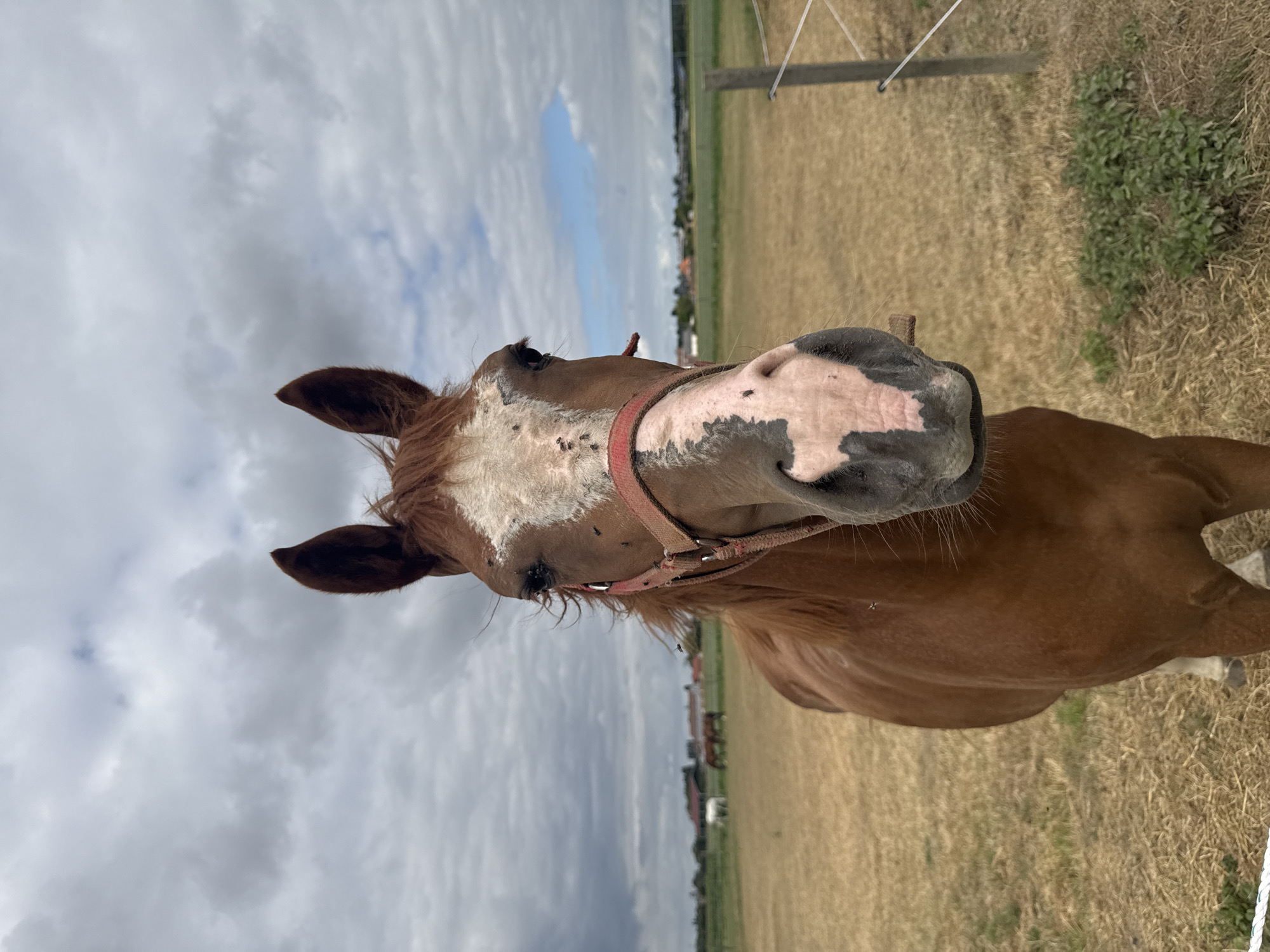 The image shows a brown horse with a white blaze on its face, wearing a red halter. The horse is in a field of dry grass, with a fence and a wooden post to the right. In the background, there are buildings and trees, and the sky is cloudy. The image was taken in Estaimpuis, Belgium. There are no people or actions depicted.