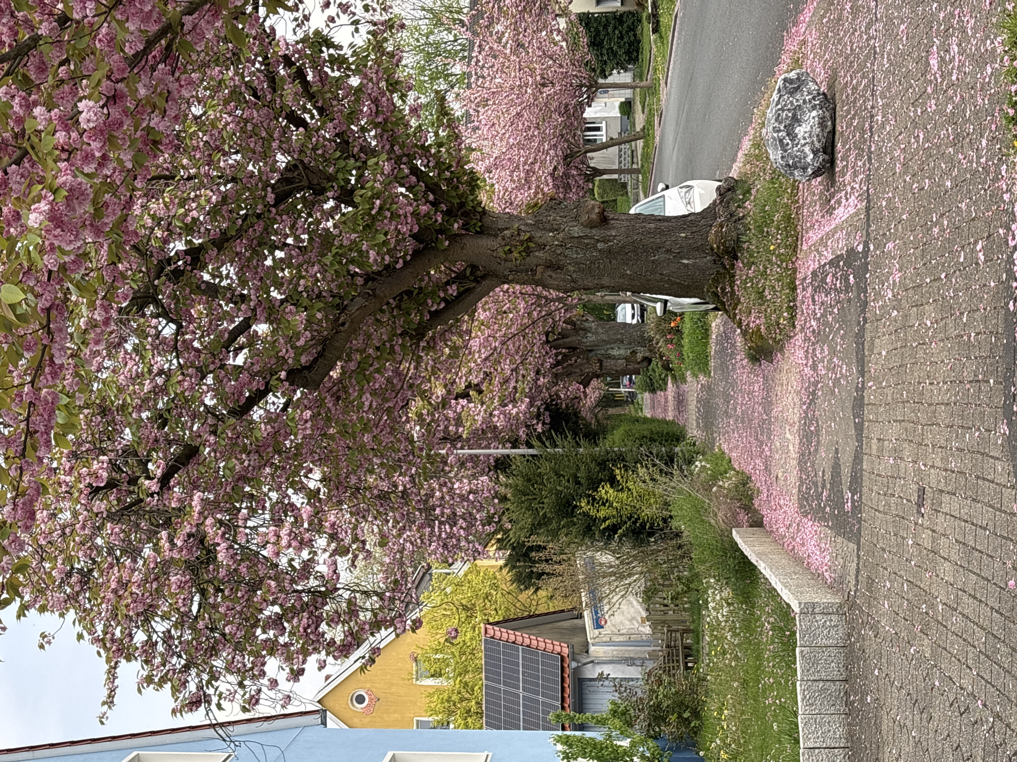 This image depicts a picturesque residential street lined with numerous vibrant pink cherry blossom trees in full bloom, strongly suggesting it is springtime. The trees, with their thick, gnarled trunks and lush canopies of pink flowers interspersed with green leaves, dominate the scene.
A delicate carpet of fallen pink petals covers the grey paved sidewalk and the adjacent grassy verges, creating a striking contrast with the stone and green. A large, grey, irregularly shaped stone or boulder rests prominently on the grassy area next to the sidewalk in the mid-ground.
Along the right side of the frame, an asphalt road runs parallel to the sidewalk, with a few white cars partially visible parked along the curb. Several houses line the street in the background and foreground, showcasing varied architectural styles. A blue house is partially visible in the bottom left, while a yellow house with a distinct round window is seen further back. Another building features solar panels on its roof, and various green hedges and bushes contribute to the verdant surroundings.
The sky appears bright and overcast, providing soft, diffused light consistent with daytime. The scene conveys a tranquil atmosphere, celebrating the ephemeral beauty of spring. There are no people visible, and no discernible text is present in the image.