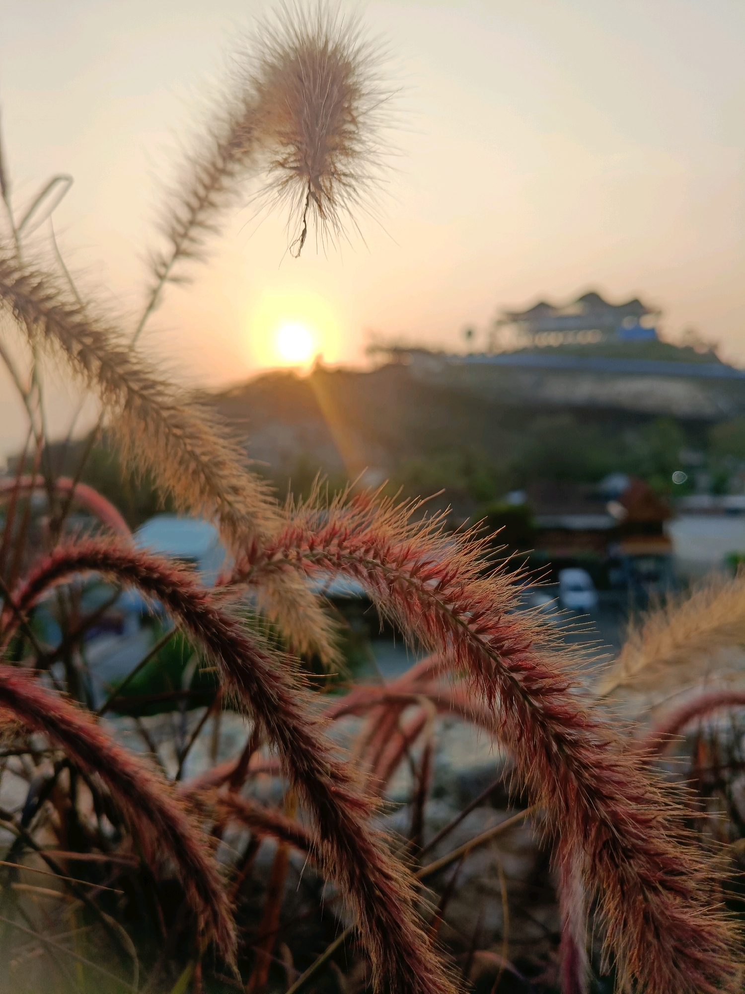 The image depicts a close-up view of feathery grass stalks in the foreground, with a blurred background showing a sunset over a hillside in Tanjungsari, Indonesia. The sun is a bright, golden orb partially obscured by haze, casting a warm glow. On the hillside, a building complex with a distinctive, multi-tiered roof is visible. The foreground grass exhibits shades of brown and red, with delicate, hair-like structures. The overall impression is one of a serene natural scene set against a man-made landscape. There are no people or animals present in the image. The environment suggests an outdoor setting, likely at dusk.
