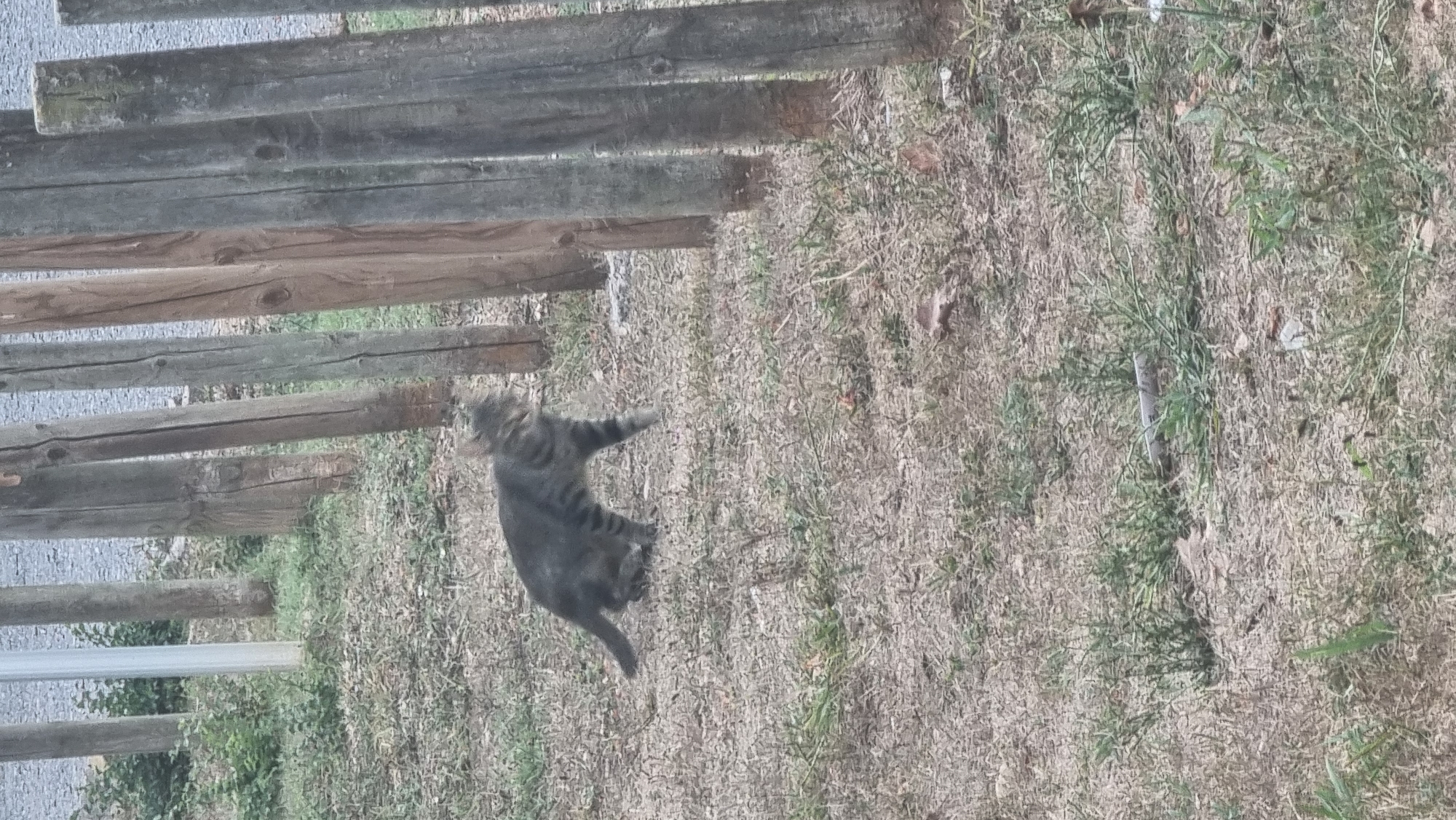 A tabby cat is walking on dry grass near a line of wooden posts in Sant Joan Les Fonts, Spain. The cat is a medium-sized, domestic shorthair with grey and black stripes. It is walking from left to right, with its head turned to the right. The wooden posts are spaced evenly apart and appear to be old and weathered. The ground is covered in dry grass, with a few patches of green grass visible. In the background, there are more wooden posts and some green foliage. The overall scene is natural and rural.
