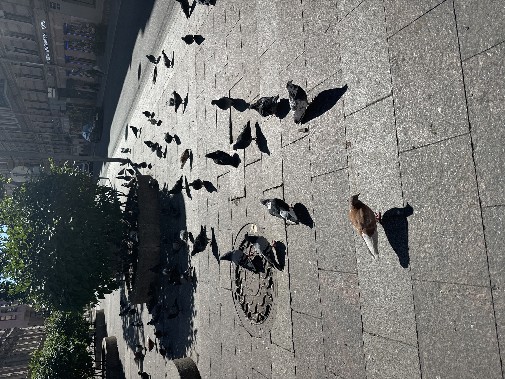 This is a high-angle, eye-level shot of a city street scene in Saint Petersburg, Russia. The image is dominated by a paved sidewalk with many pigeons scattered across it, some walking and others in flight. The pigeons are the primary subjects, with a few distinct ones in focus, including one with brown and white plumage. There are also several shadows of pigeons cast on the pavement.
In the background, a street with a car and people is visible, as well as the facade of a building with signage in Russian that reads "ЦВЕТЫ ЦВЕТОЧНАЯ ТОРТЫ". This suggests a flower shop. A large green tree lines the edge of the sidewalk, casting a shadow. A circular manhole cover is also visible on the pavement.
The lighting indicates it is daytime, likely sunny, with strong shadows. The overall atmosphere is that of a typical urban environment. The focus is primarily on the pigeons and their interactions with the environment.