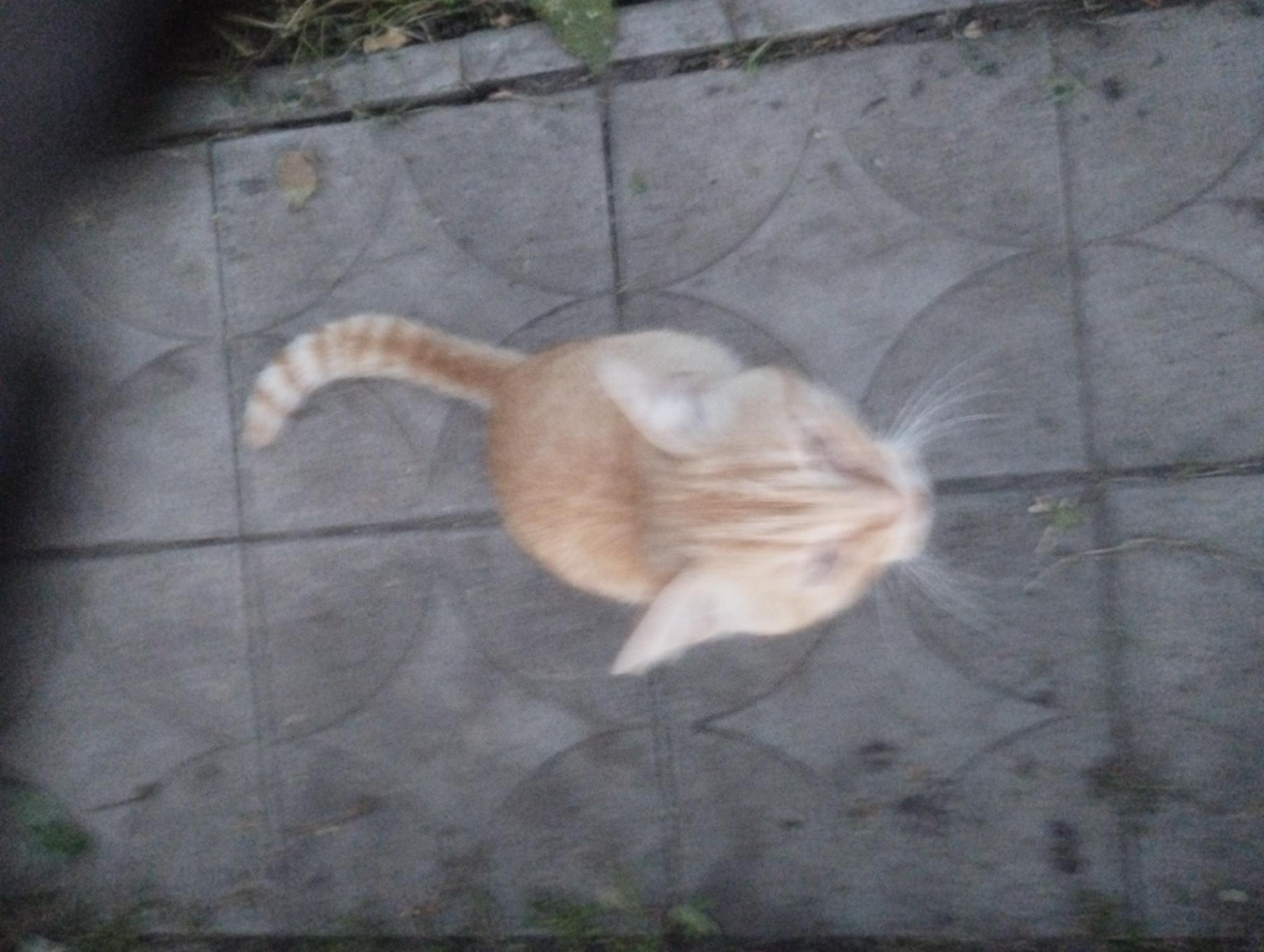 A ginger cat with white markings is lying on a grey, tiled surface. The cat's tail is curled up behind its back. The tiles appear to be arranged in a grid pattern with circular designs on some of them. There is some dry grass and dirt visible around the edges of the tiles. The lighting suggests it may be outdoors, possibly in a park or courtyard. There is no indication of the specific location in the city of Sumy, Ukraine, beyond the general setting.