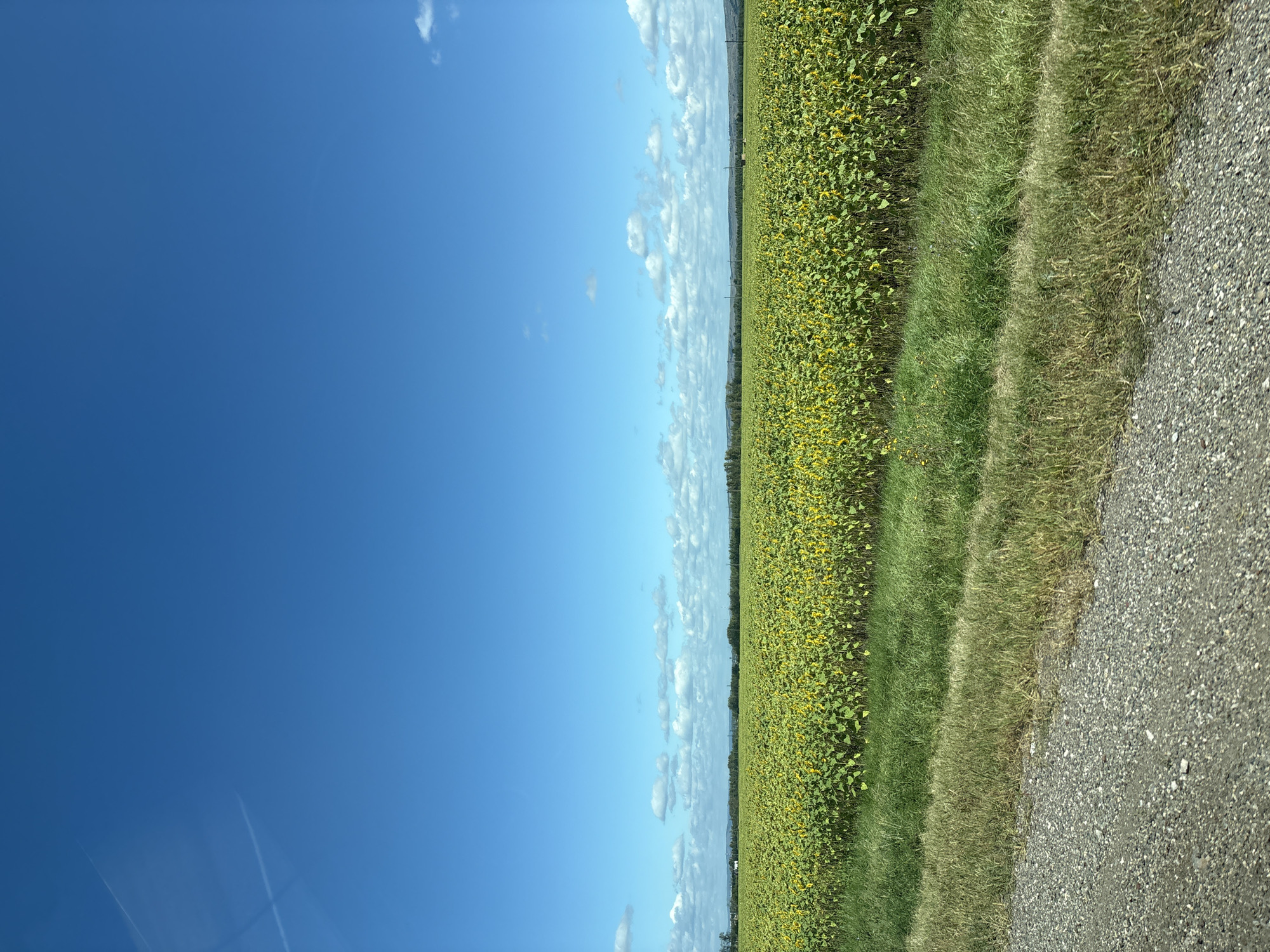 This is a wide-angle, eye-level shot of a vast sunflower field under a bright blue sky with scattered white clouds. The field of sunflowers, characterized by their yellow petals and green stalks, occupies the middle and lower portions of the image, stretching towards the horizon. In the foreground, a strip of gravel and then a band of green grass leads the eye towards the field. The horizon is lined with distant trees and a faint, hilly landscape. The upper portion of the image is dominated by the expansive sky, with a faint contrail visible in the top left quadrant. The scene appears to be a rural landscape, possibly in or near the city of Ira, Russia, during a sunny day. There are no people or specific structures visible in the immediate vicinity of the field.