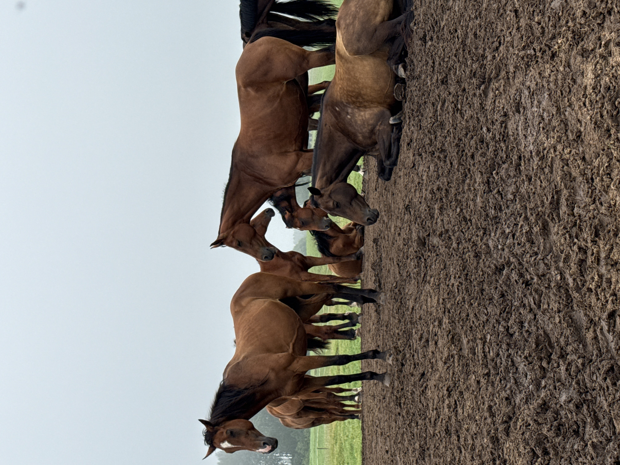 The image depicts a herd of brown horses in a muddy field. One horse stands prominently in the foreground, facing left with its head slightly lowered. Behind it, several other horses are visible, some standing and others lying down in the mud. The environment appears to be an overcast day, with a hazy sky and a green field in the background. The ground is covered in thick, wet mud, suggesting recent rain or a pasture area that is frequently wet. The scene is devoid of any human presence or structures, focusing solely on the natural setting and the animals.