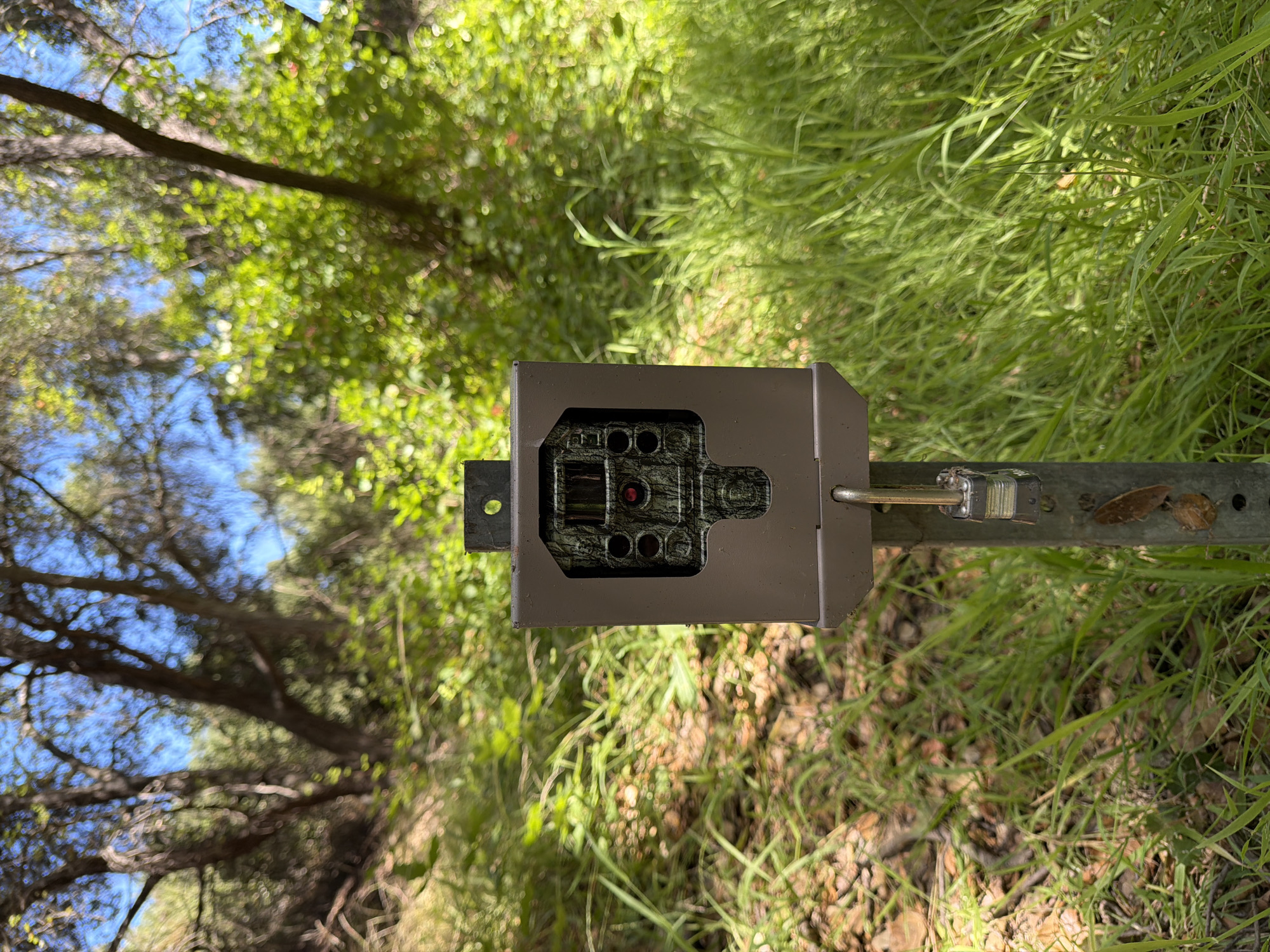 A camouflaged trail camera is mounted on a metal pole in a grassy, wooded area. The camera is encased in a grey metal housing, secured with a padlock. The background features trees with green foliage and a clear blue sky. The scene appears to be a natural environment, possibly a park or undeveloped land within Aliso Viejo, California, United States, given the lush vegetation and clear weather. There are no people or animals visible in the image.