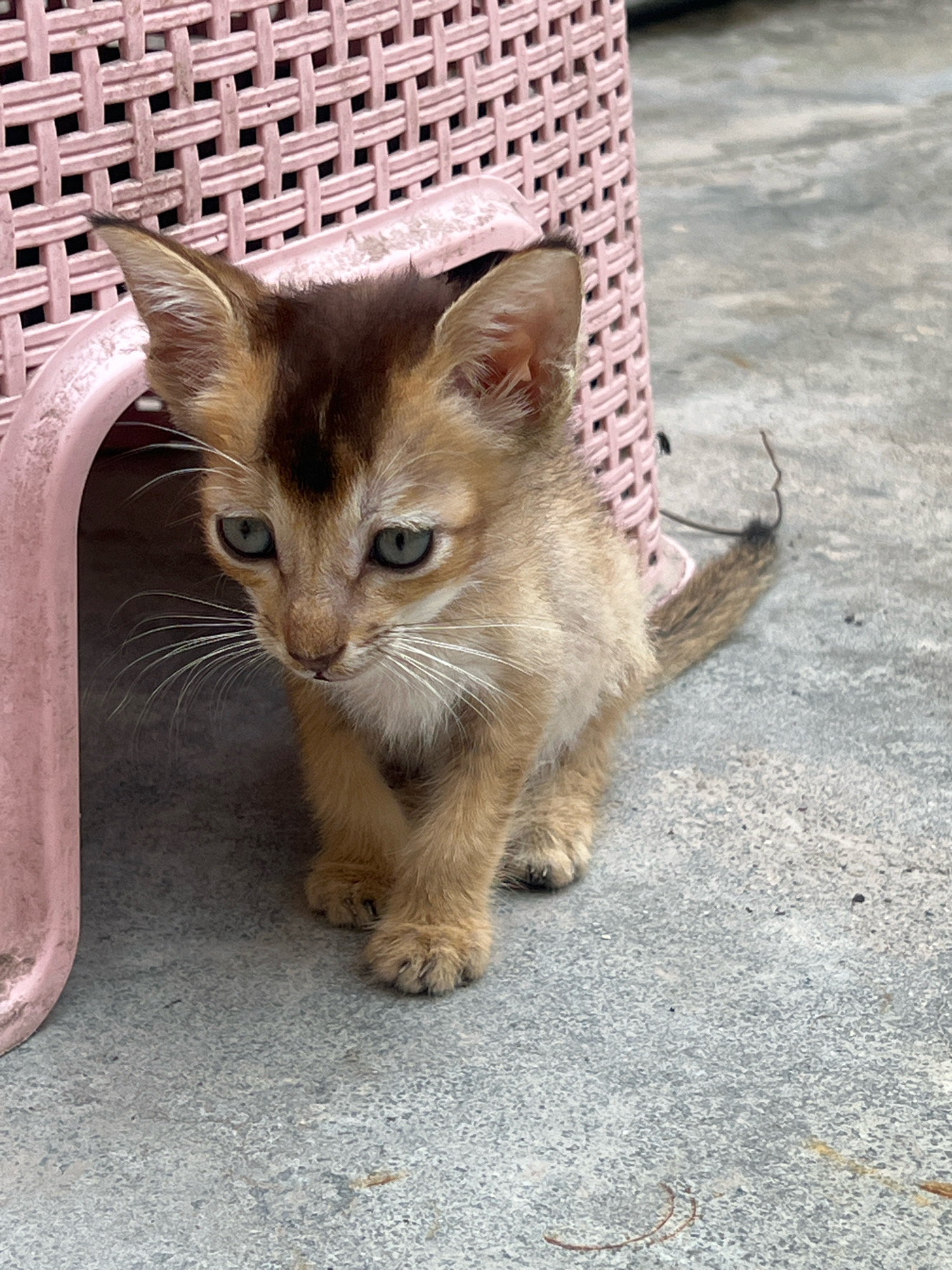 A light brown kitten with dark markings on its head sits on a textured gray concrete surface, partially obscured by a pink, woven plastic structure. The kitten's eyes are open and a light blue-green color. Its ears are large and pointed, and its whiskers are prominent and white. The kitten's tail is visible, extending to the right and appearing somewhat bushy with darker brown stripes. The background is out of focus, but the pink plastic structure suggests it might be a piece of furniture or storage. There are no people or animals other than the kitten in the frame. The scene appears to be outdoors, possibly in a courtyard or alleyway, with the concrete suggesting an urban or semi-urban environment. The image does not contain any specific landmarks or details that would allow for precise location identification within Attock, Pakistan.