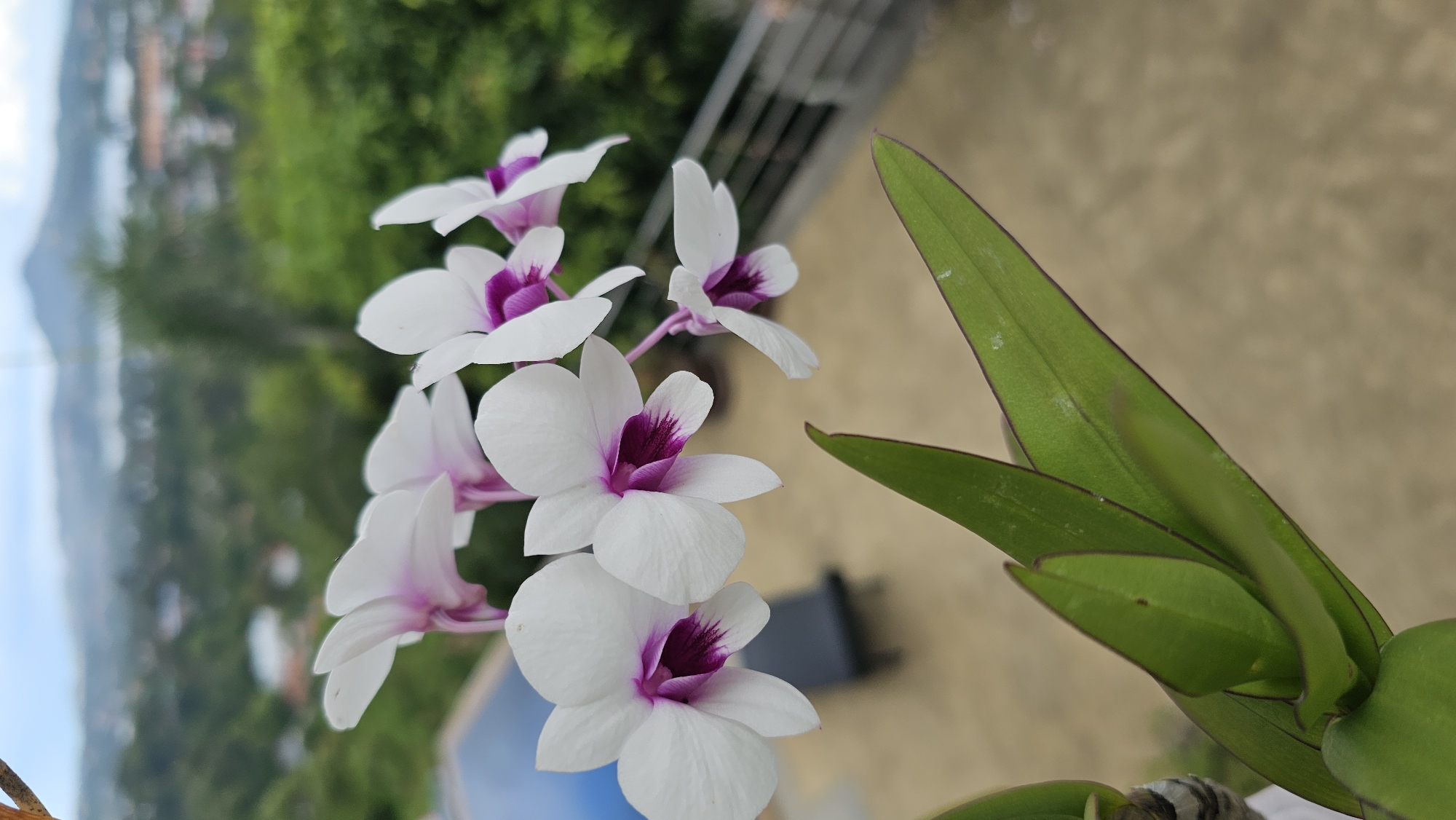 In Baan Chaweng, Thailand, white orchids with purple centers bloom on a balcony overlooking a cityscape and ocean. The orchids are in the foreground, with a blurred background of lush green trees and distant mountains. A swimming pool is visible to the left, and a railing runs along the right side of the balcony. The scene is bright and airy, with a clear sky overhead.