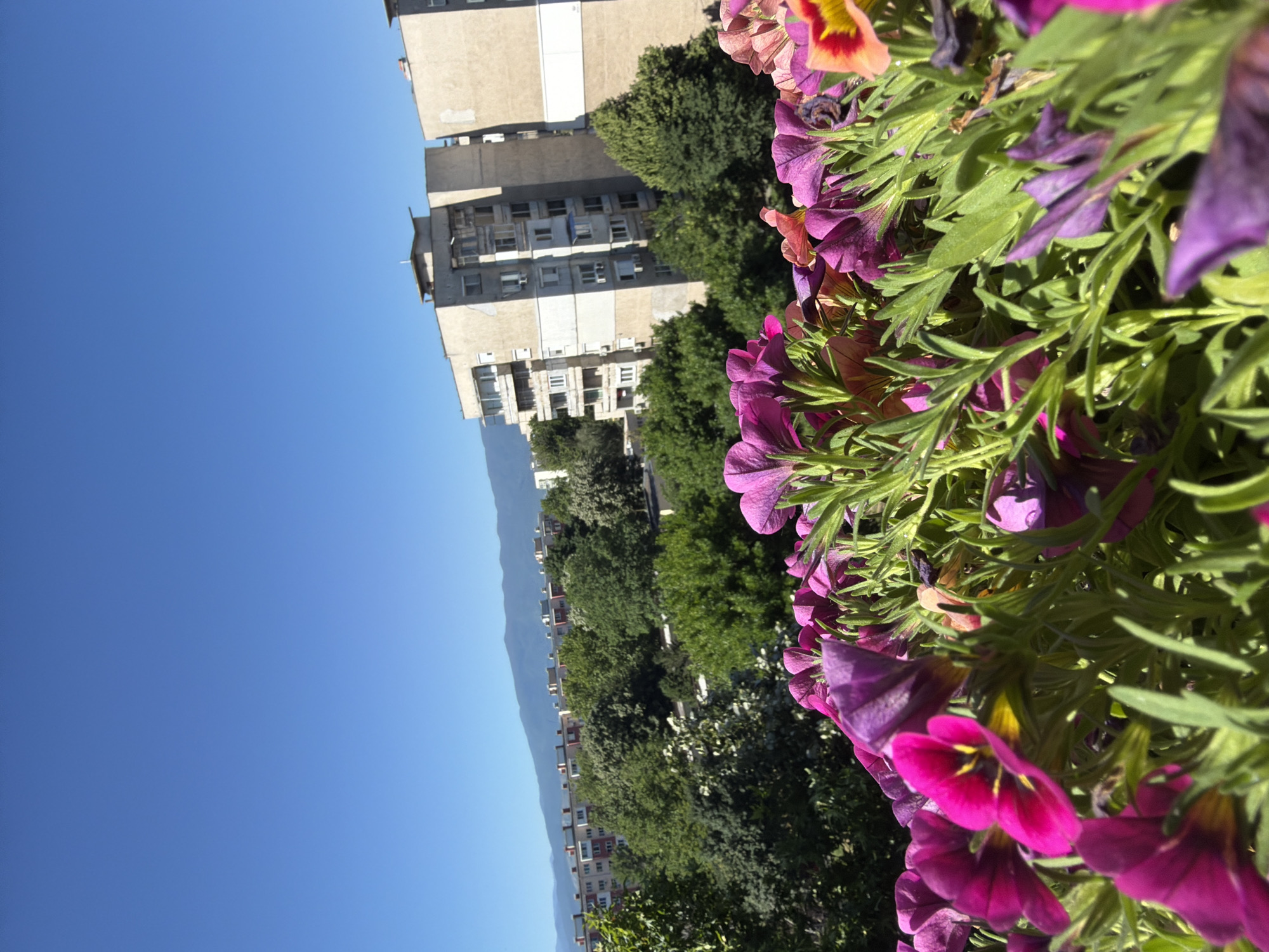 The image depicts a view from a higher vantage point, potentially a balcony, in the city of Pazardzhik, Bulgaria. In the foreground, there is a profusion of purple petunia flowers and green foliage, likely in a window box or hanging basket. Beyond the flowers, the image reveals a section of the city with a mix of residential buildings and trees. A multi-story concrete apartment building is prominently visible. Behind the urban landscape, a mountain range is visible. The sky is clear and blue.