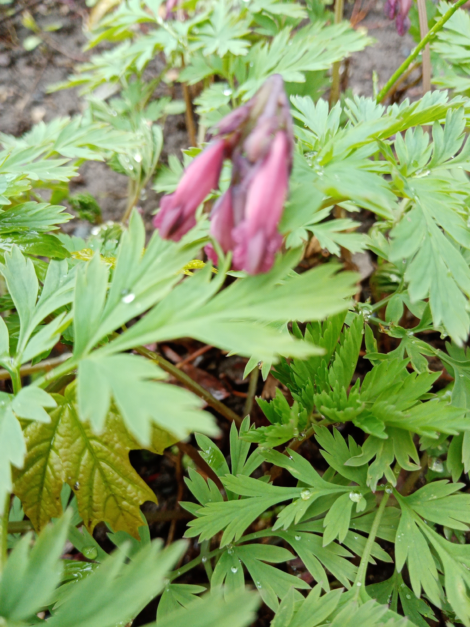 The image depicts a close-up view of a bleeding heart plant in a garden, with the main subject being the pink, heart-shaped flowers and the green, fern-like foliage. Dewdrops are visible on the leaves, suggesting a recent rain. The blurred background indicates a shallow depth of field, drawing focus to the plant. The scene is a garden environment. The location is not specified.