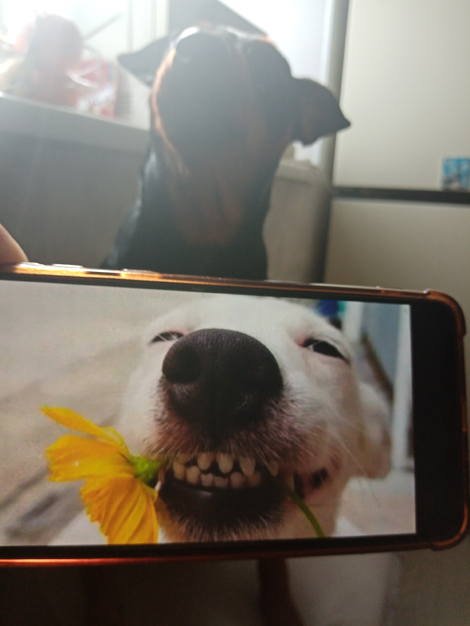 The image displays a close-up view of a smartphone, held by a person whose thumb and index finger are visible at the top and bottom of the device. The smartphone's screen shows a photograph of a white dog. This dog has a distinctive expression, with its eyes squinted almost closed, conveying a joyful or playful "smile," revealing its front teeth. A bright yellow flower, possibly a marigold, is held in the dog's mouth, adding to its charming demeanor. The dog's prominent black nose is centered on the screen.
In the background, behind the smartphone, another dog with dark fur (appearing black or very dark brown) is partially visible. This dog is looking upwards and slightly to the left, with its head and ears clearly silhouetted against a lighter background. It appears to be standing or looking over an object, and is slightly out of focus compared to the smartphone.
The setting appears to be an indoor room, possibly a kitchen or utility area. A light-colored wall or cabinet is seen behind the dark dog to the left, and a white refrigerator or cabinet door is visible to the right. There are some blurry objects on a surface in the upper left background. The lighting is bright, creating a slightly overexposed area in the upper left corner. The smartphone has a distinct brown-orange metallic frame. No discernible text is visible on the screen or in the background. The overall impression is one of capturing a lighthearted and endearing moment involving dogs.