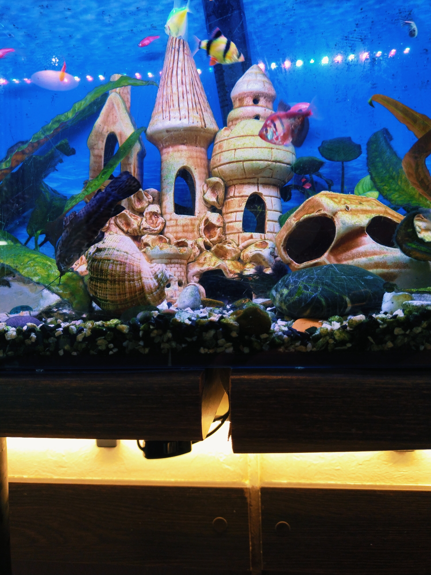 This media file depicts an aquarium teeming with life and decorative elements. The primary subjects are several small, brightly colored fish swimming in the clear blue water. Among the fish, a yellow and black striped fish is prominent, as are pink and red varieties. The aquarium is adorned with a miniature castle-like structure with multiple turrets, suggesting a fantasy or fairy-tale theme. A large, spiral seashell rests on the gravelly bottom, and other rocks and decorative plants add to the underwater landscape. A skull-shaped ornament is also visible, adding a unique touch to the decor. The background is a vibrant blue, possibly due to the lighting. Below the aquarium, a wooden structure with warm yellow lighting suggests the aquarium is part of a home or a public display. The overall scene evokes a sense of tranquility and vibrant underwater life. There is no visible text within the image. The time of day and weather are not discernible. The location context provided is Horishni Plavni, Ukraine, but there are no specific visual cues in the image to confirm this location. The activity taking place is simply the natural movement of the fish within their environment.