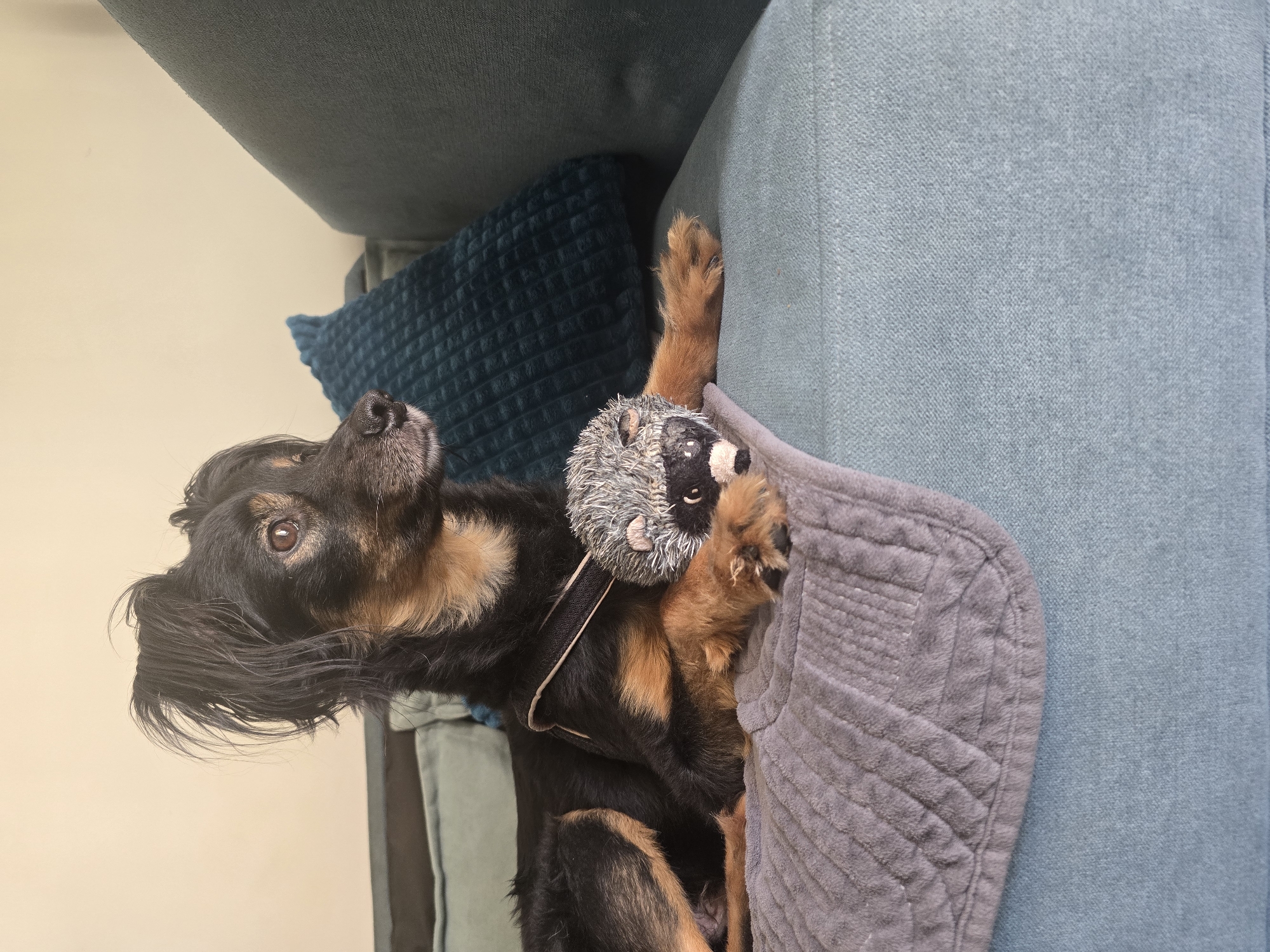 A medium-sized, black and tan mixed-breed dog is lying on a teal-colored couch with a gray blanket. The dog is on its left side, facing to the right. Its front paws are resting on the blanket, and a plush hedgehog toy is positioned between its paws. The dog has a harness on. Behind the dog, a dark teal textured pillow is visible. The couch is situated in an indoor setting with a light-colored wall in the background. The image does not provide information about its location in the city of Agii Anargiri, Greece.
