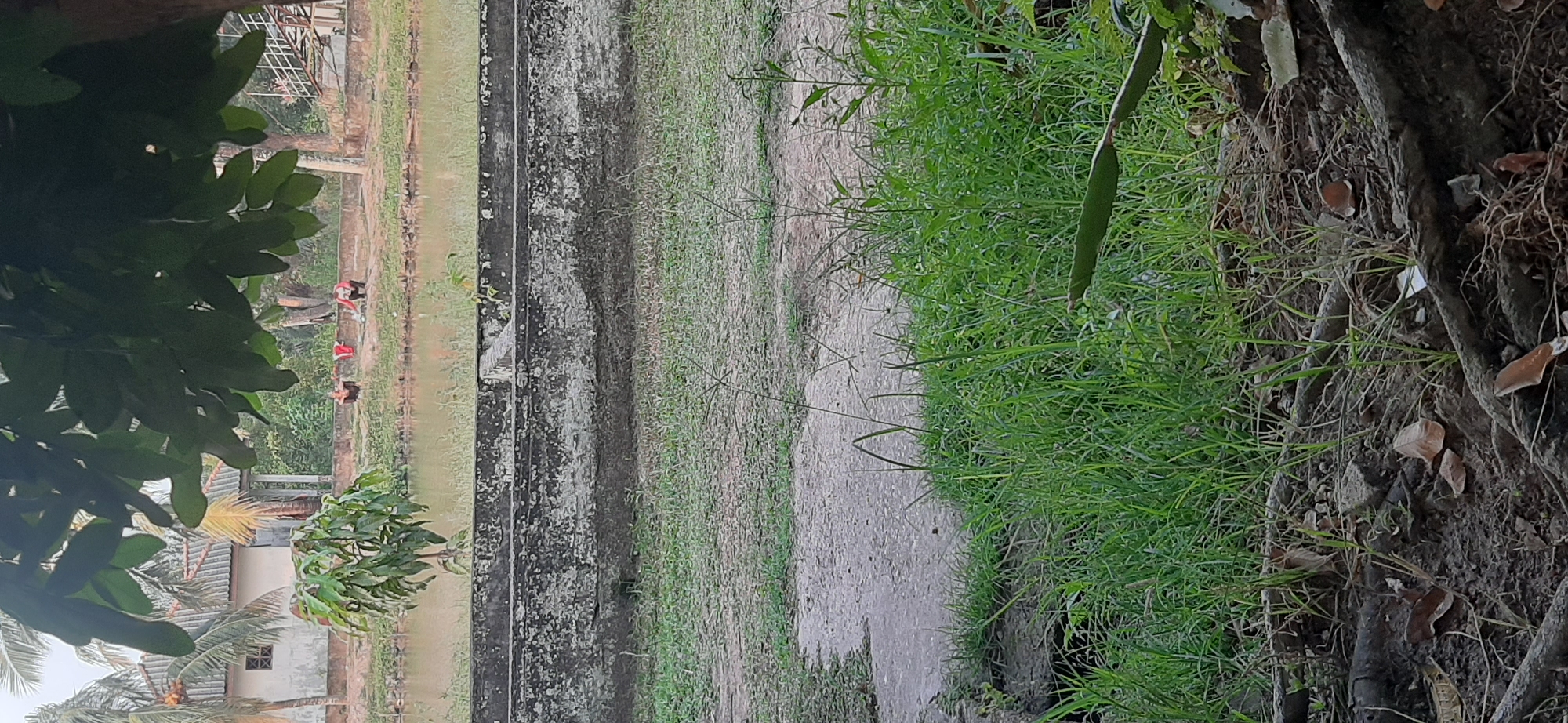 In Jambi, Indonesia, this image captures a rural scene with a body of water in the middle ground, bordered by a concrete wall. A small, leafy tree stands on the left bank, with a building and palm trees visible behind it. On the right side of the water, two figures are crouched down, engaged in activity, with a red object between them. The foreground consists of overgrown grass and exposed tree roots. The overall impression is one of a quiet, everyday moment in a natural setting.