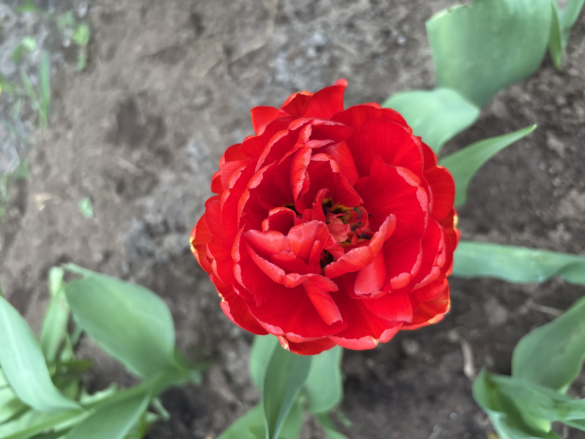 A close-up, high-angle shot captures a vibrant red, fully bloomed tulip flower set against a background of soil and green leaves. The petals of the tulip are densely packed, creating a multi-layered effect. The soil appears damp and dark. Several green leaves sprout around the flower's stem, their shapes elongated and slightly curved. The location is not identifiable within the image, so providing an accurate location is not possible.