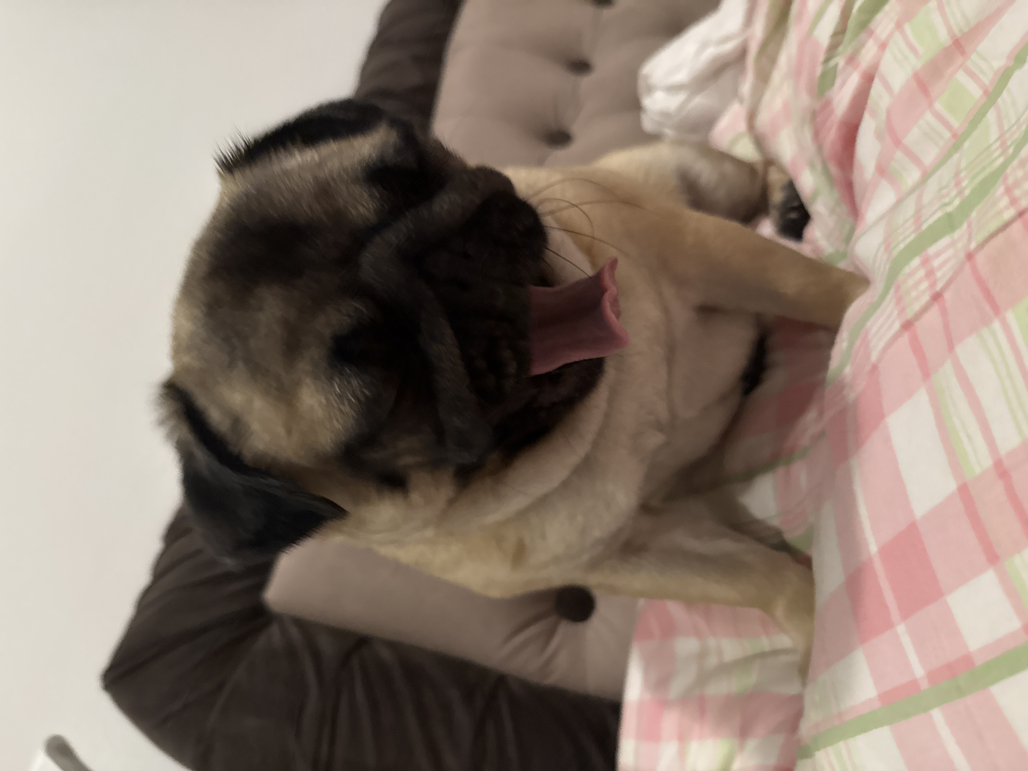 A pug dog is sitting on a bed with its mouth open, showing its tongue. The dog is tan and black. The bed is covered with a pink and white checkered comforter and a white sheet. In the background, there is a brown headboard and a white wall. The scene appears to be indoors, possibly in a bedroom.