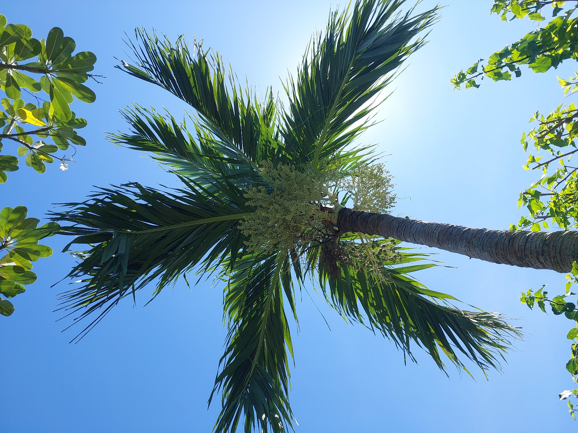 The image depicts a clear blue sky with a palm tree in the foreground, seen from a low angle looking upwards. The palm tree has large, green fronds that fan out, and clusters of small, light-colored flowers or fruits are visible around the trunk. The trunk of the palm tree is rough and textured. In the upper right corner and bottom of the frame, there are glimpses of other green foliage, some of which appears to be flowering with small white blossoms. The sun is shining brightly, creating a slight lens flare in the upper right quadrant of the image. The overall scene suggests a tropical or subtropical environment. This photograph was taken in Baan Mae Nam, Thailand.