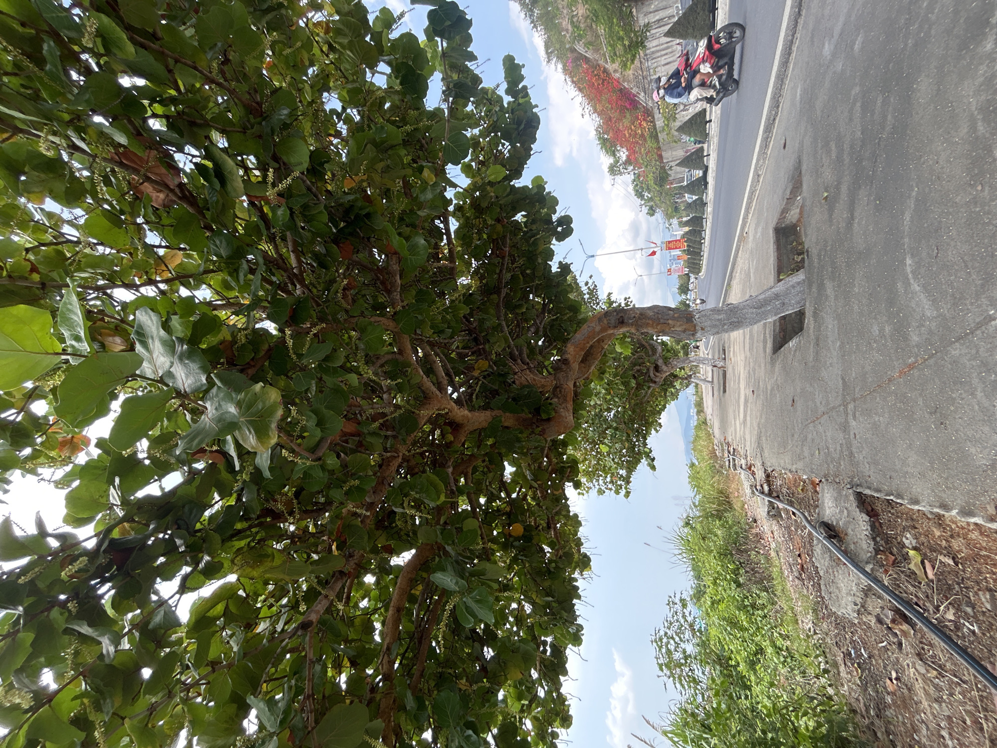 The image presents an upward-tilted perspective of a tree situated in an urban environment, possibly in the city of Bắc Nha Trang, Vietnam. The tree's trunk is visible, extending from a square cut-out in a concrete sidewalk, with its canopy densely filled with green leaves. A paved road runs adjacent to the sidewalk. A few people are riding a motor bike. A strip of red flowers lines the side of the road behind the motor bike. On the other side of the road, a variety of local flora fills the scene, under a lightly clouded, blue sky. A black cable or hose lies along the edge of the sidewalk, partially buried in the ground.