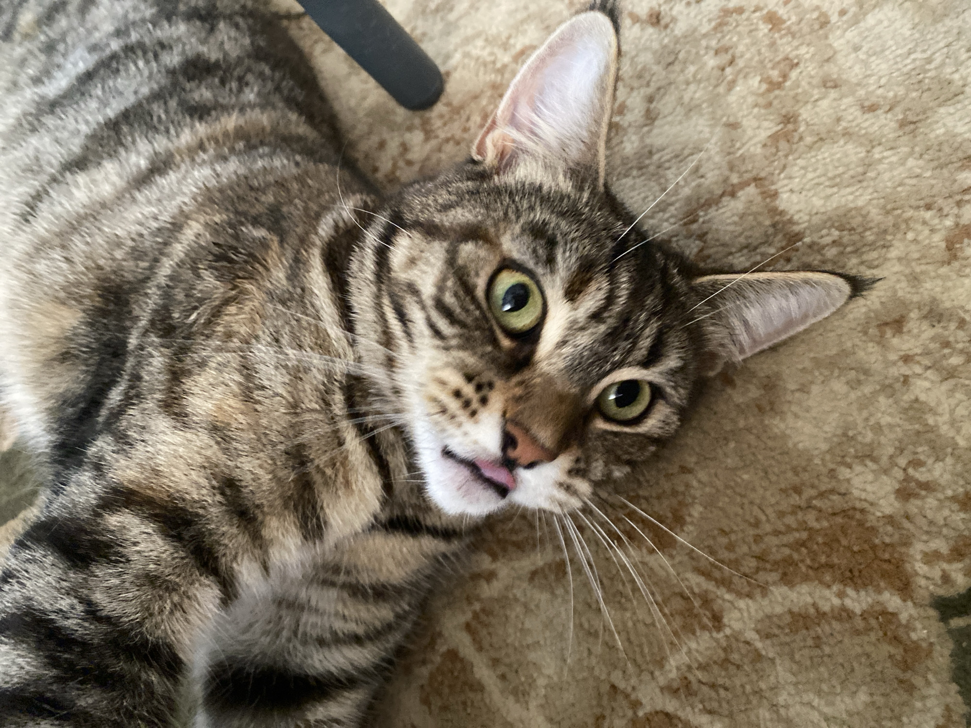 The image shows a close-up of a tabby cat lying on its back on a patterned carpet. The cat's head is tilted and its green eyes are looking up. Its mouth is slightly open, revealing a pink tongue. The cat's fur has a striped pattern of black, brown, and gray. The carpet appears to be a light beige color with darker brown abstract patterns. In the upper right corner, a dark, curved object, possibly part of a chair, is partially visible. There is no indication of the city of Maykop, Russia, or any other specific location in the image.