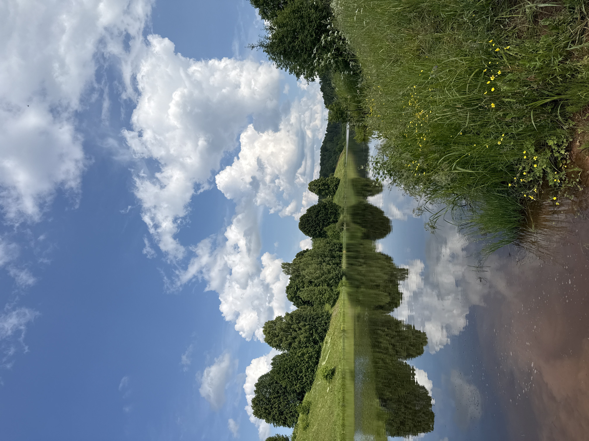 This is a vertical, eye-level, medium shot of a riverbank scene in Zasechnyi, Russia, on a sunny day with a blue sky and fluffy white clouds. The left side of the image features a grassy hill with a line of lush green trees along its crest. The river in the foreground reflects the trees and the sky, with some ripples distorting the reflection. The right side of the image shows a dense area of tall green grass interspersed with small yellow wildflowers. The water itself is a mix of brown and reflected colors. The horizon line is low, with the sky occupying approximately two-thirds of the frame.