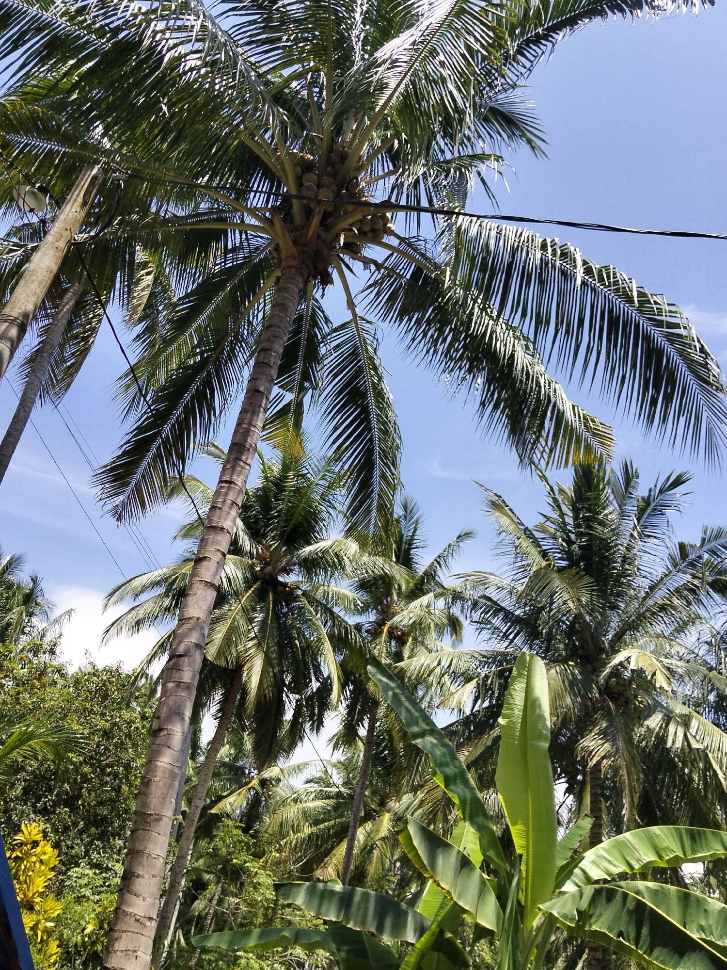 The image shows a view looking up at several palm trees in Pulonga, Indonesia. The sky is blue with a few wispy clouds. The palm trees are tall and mature, with lush green fronds. One of the trees in the foreground has a cluster of coconuts visible. The trunks of the palm trees are rough and textured. There are also other types of vegetation in the background, including some broad green leaves that appear to be from a banana plant. Power lines are visible strung between some of the trees. The scene suggests a tropical environment.