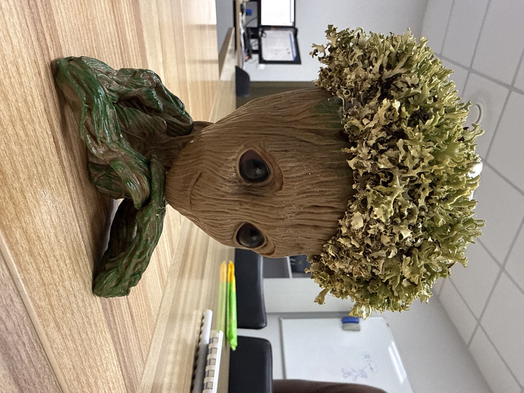 A medium shot depicts a Groot-themed planter on a wooden desk in an indoor office setting. The planter has a head shaped like Groot with a green leafy top. Behind the desk are office supplies, chairs, and a whiteboard. The location in the city of Krasnoyarsk, Russia, is not evident from the image.