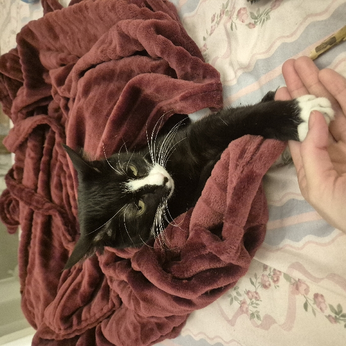 A black and white tuxedo cat lies nestled in a burgundy robe on a floral patterned bed. The cat gazes upward with green eyes and prominent white whiskers. A human hand touches the cat's white paw, suggesting interaction. The robe is draped artfully around the cat, creating a cozy and comforting scene.