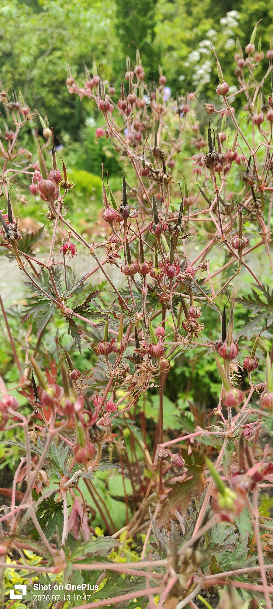 A close-up, shallow-depth-of-field photograph captures a cluster of seed heads from a Geranium species in a garden setting. The focus is on the intricate, elongated seed pods, which are reddish-pink and topped with dark, pointed awns. Thin, reddish stems branch out, supporting the seed heads and small, dissected green leaves with reddish veins. In the background, blurred green foliage and hints of white flowers suggest a natural outdoor environment. The lower right corner of the image displays a watermark indicating "Shot on OnePlus" and a date of "2026.07.13 10:47". The image does not contain any people or specific identifiable landmarks of Kaliningrad, Russia.