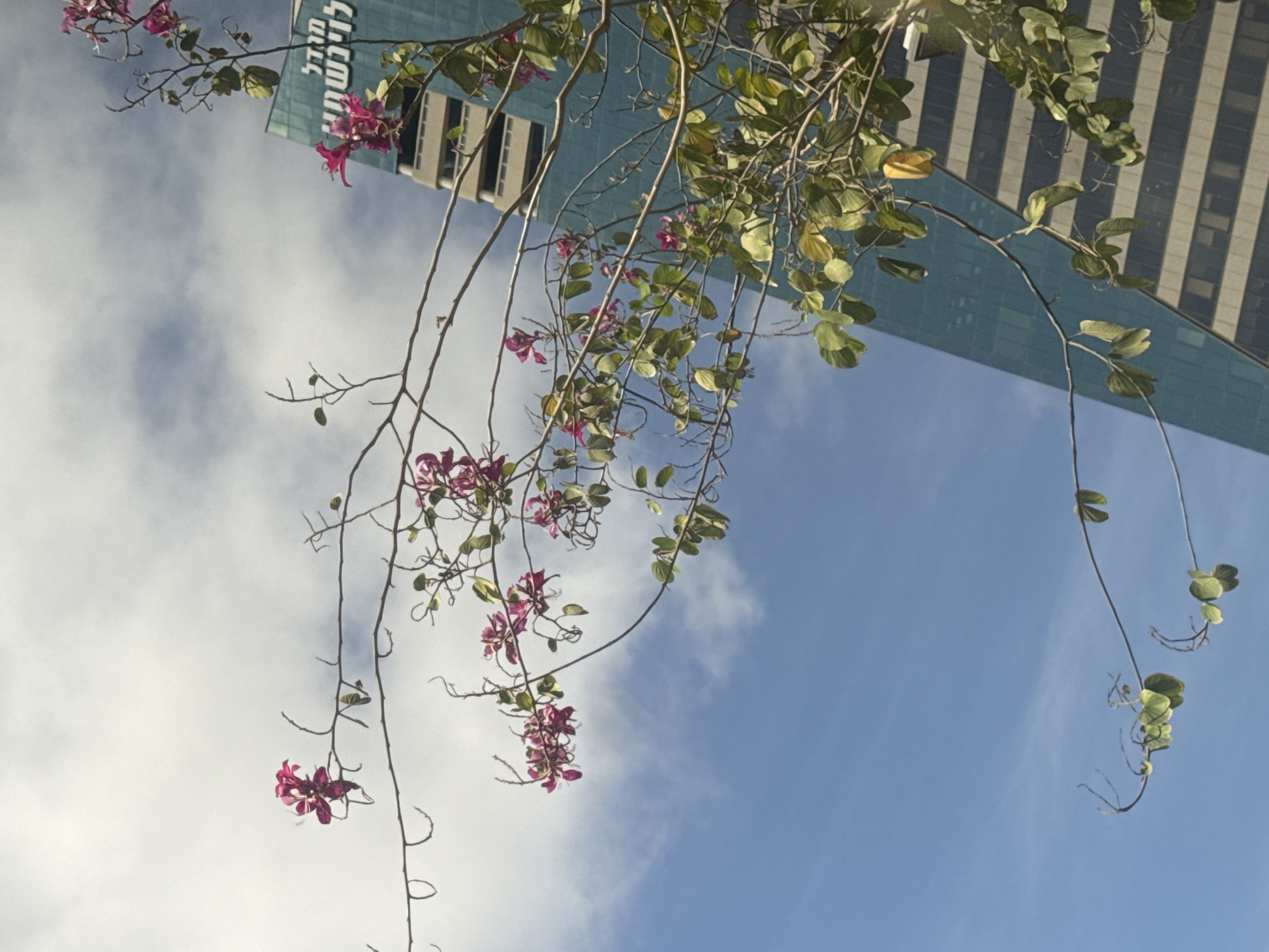 A low-angle shot shows a building in Tel Aviv, Israel, framed by the branches of a flowering tree against a backdrop of a blue sky with clouds. The building has a blue façade with rows of white-framed windows. The tree's branches hang downwards, adorned with pink flowers and green leaves. The sky is blue with wispy white clouds.
