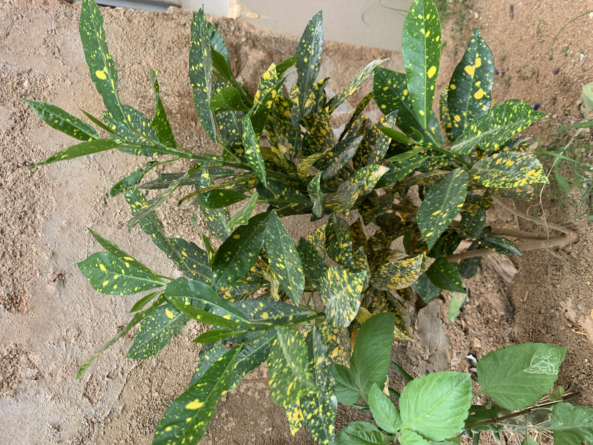 The image presents a close-up, high-angle view of a Croton plant, characterized by its green leaves speckled with yellow spots. The plant appears to be situated outdoors, given the presence of sandy soil surrounding its base and a concrete surface to its left. Additional green leafy plants of a different variety are visible at the lower right. There are no people present in the view. Since I lack the ability to access real-time information, including geographical specifics and locations, I cannot make any conclusive statements about the specific location of Gwafan, Nigeria, or confirm this is the location of the image.